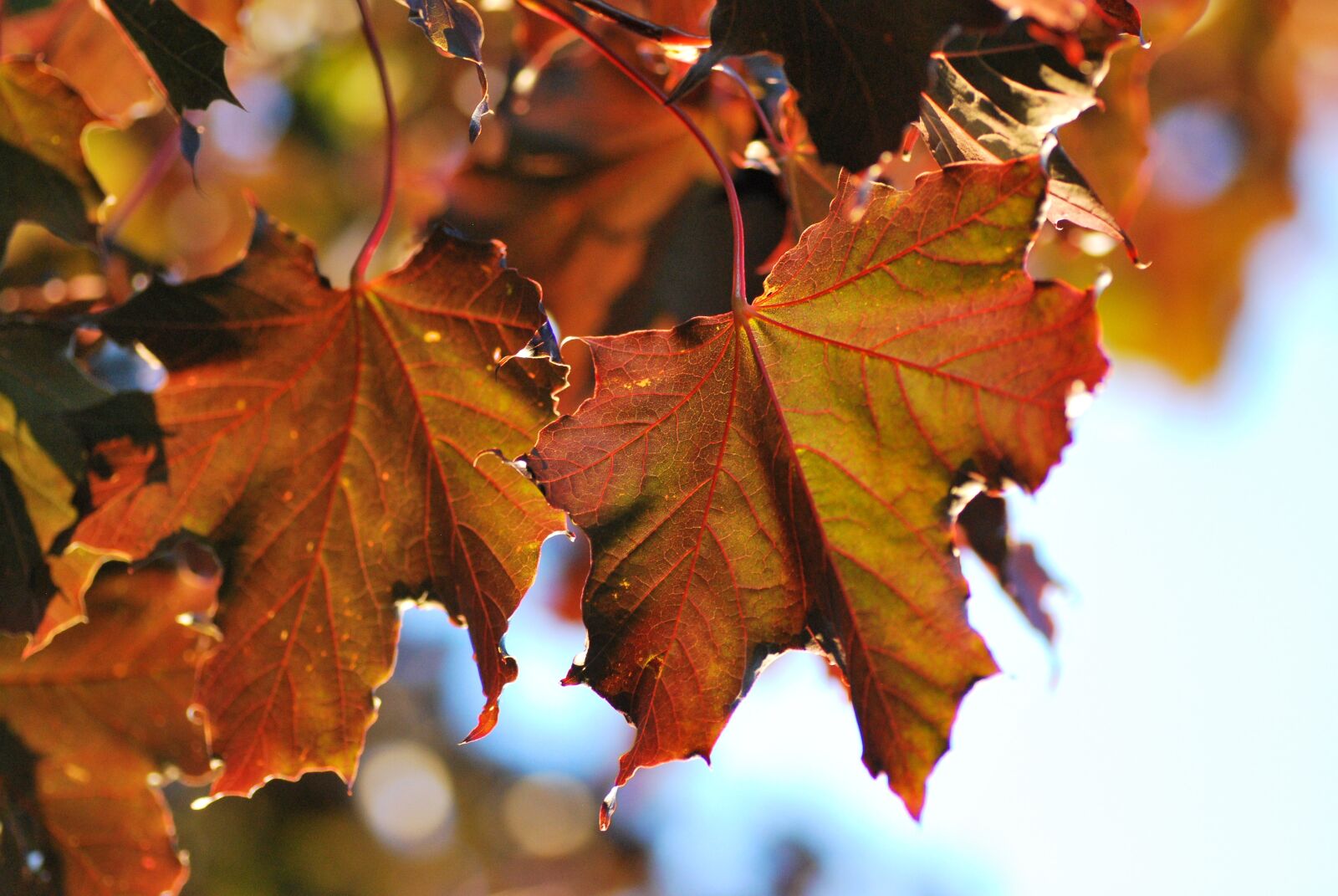 Nikon D60 sample photo. Maple leaf, maple leaves photography