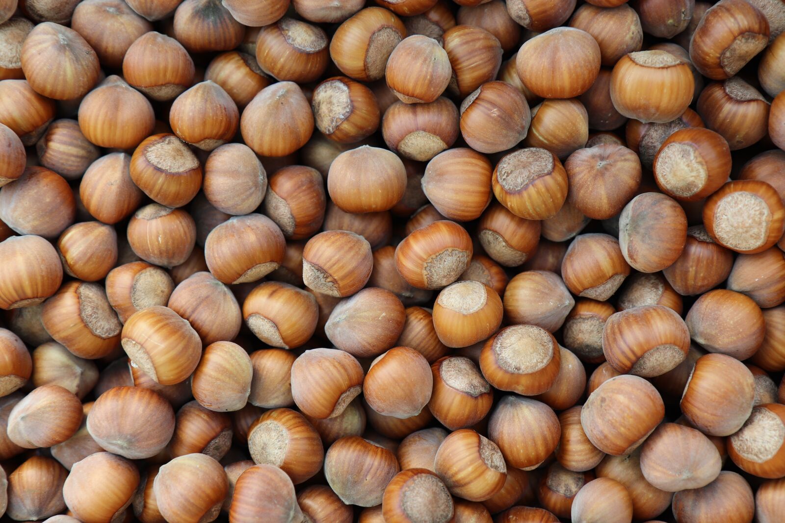 Canon EOS 800D (EOS Rebel T7i / EOS Kiss X9i) sample photo. Hazelnut, nuts, legume photography
