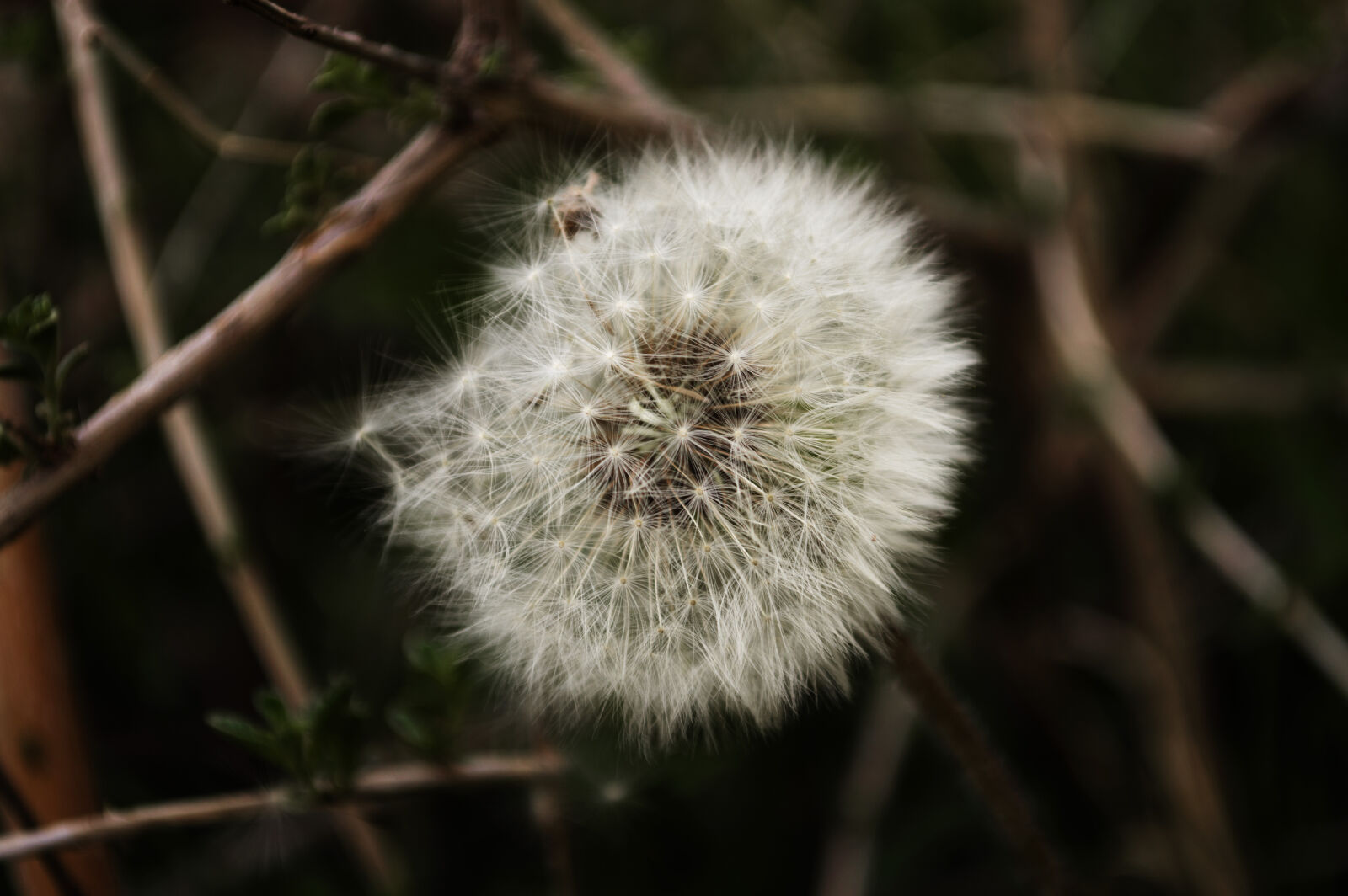 Nikon D3200 sample photo. Beautiful, bloom, blooming, blossom photography