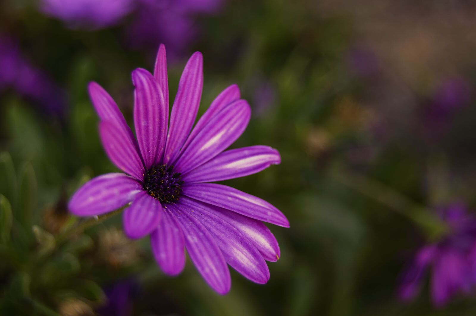 Nikon D3200 sample photo. Flower, daisy, purple daisy photography