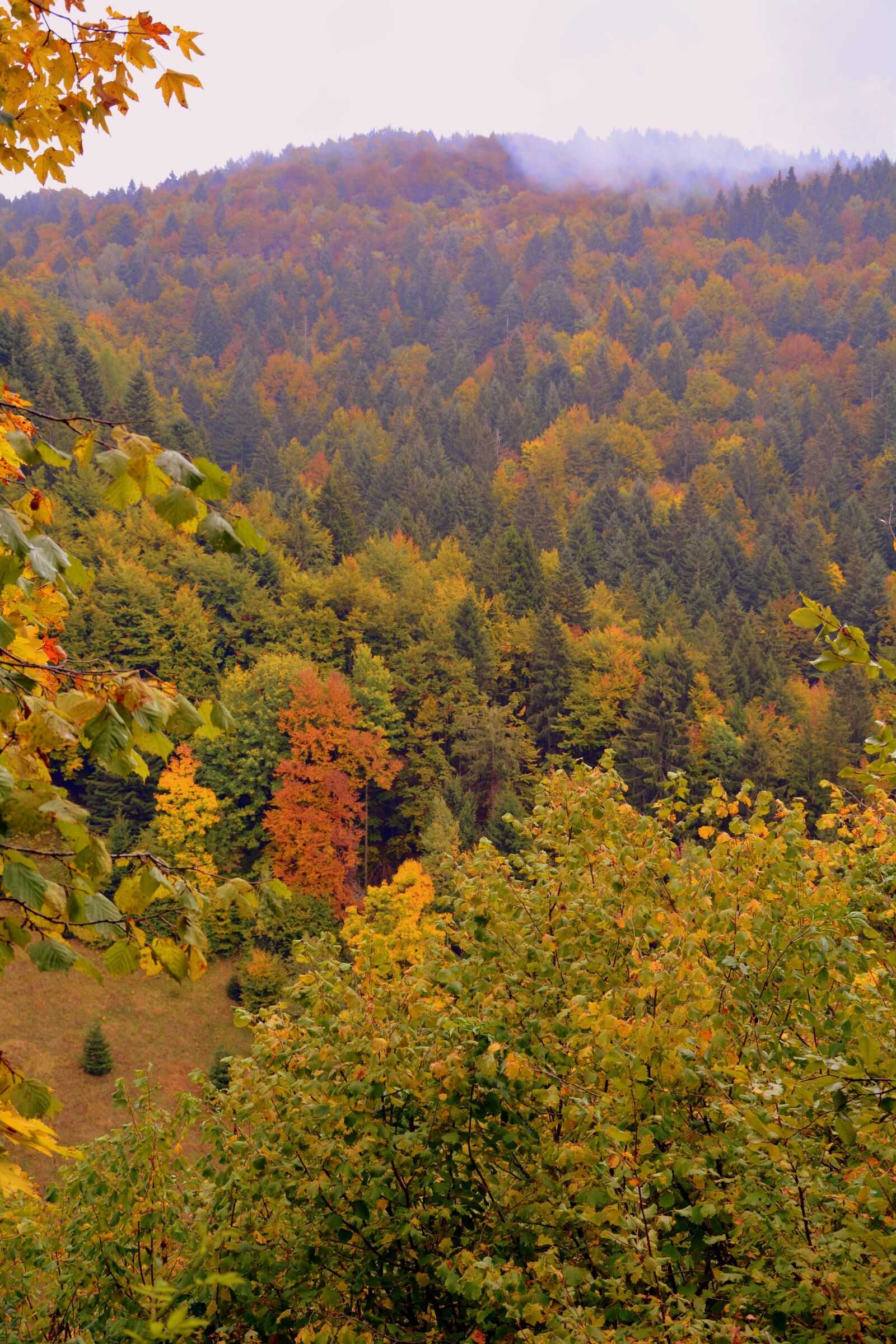 Nikon D7100 sample photo. Forest, mountain, expanse photography