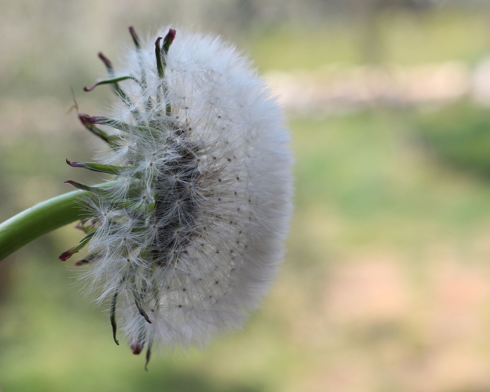 Canon EOS 700D (EOS Rebel T5i / EOS Kiss X7i) sample photo. Dandelion, make a wish photography