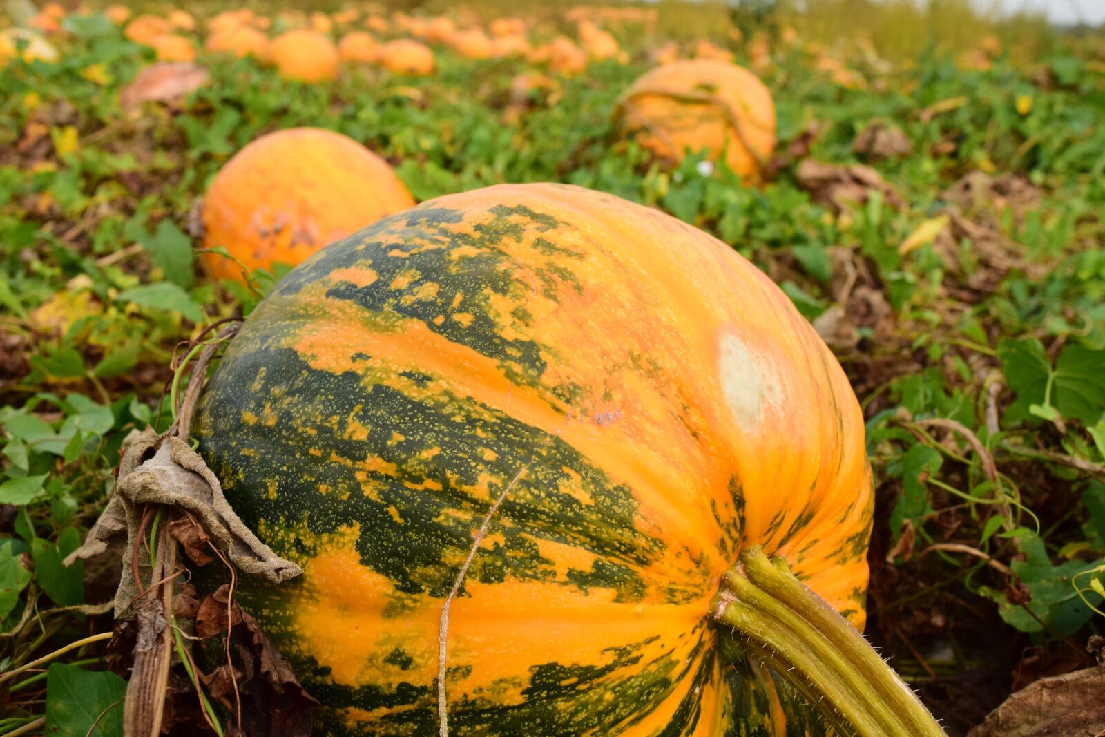 Nikon D3300 sample photo. Pumpkin, pumpkin box, pumpkins photography