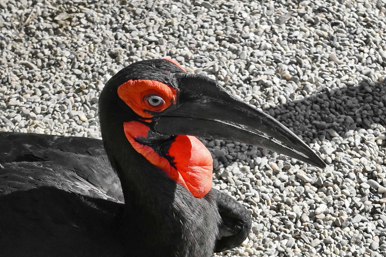 Nikon D5500 sample photo. Bird, wildlife, animal, beak photography