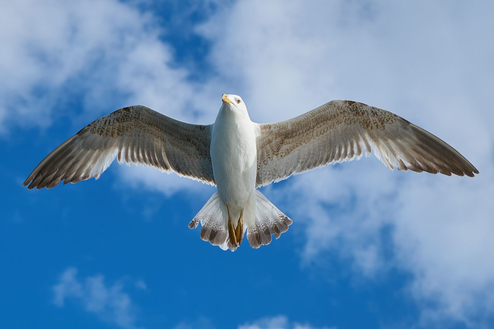 Sony Vario Tessar T* FE 24-70mm F4 ZA OSS sample photo. Seagull, bird, fly photography