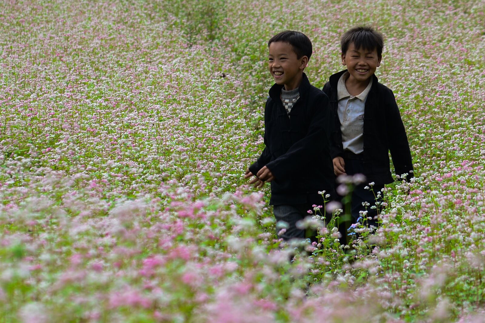 Nikon D7000 sample photo. Field of flowers, purple photography