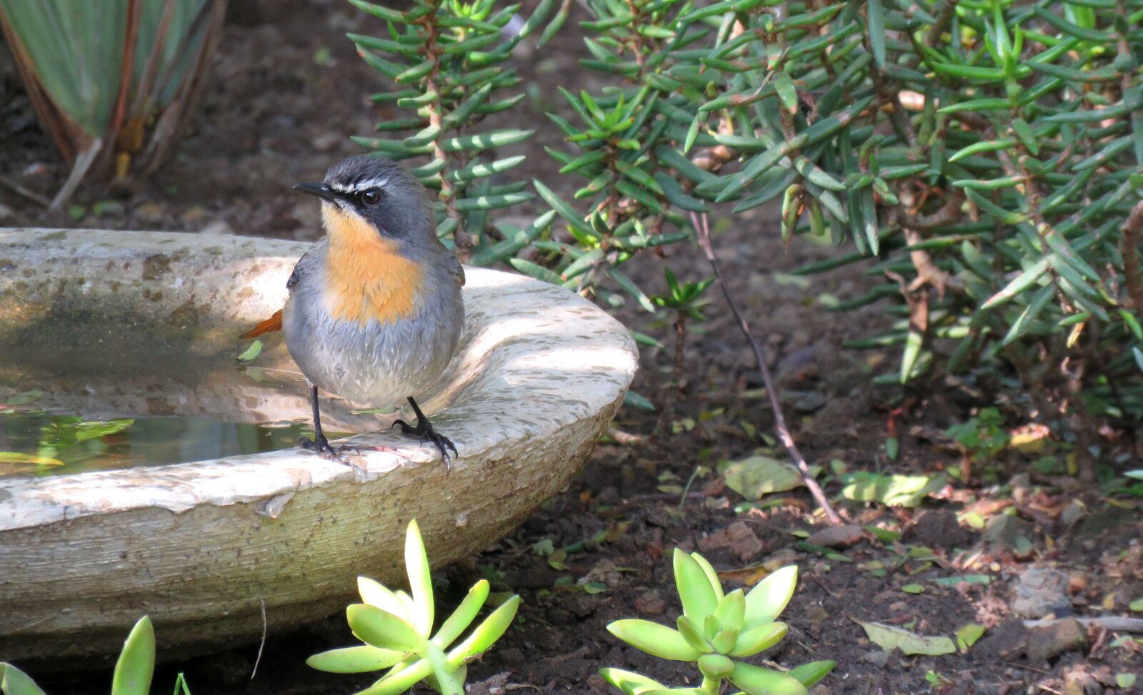 Canon PowerShot SX60 HS sample photo. Bird, robin, birdbath photography