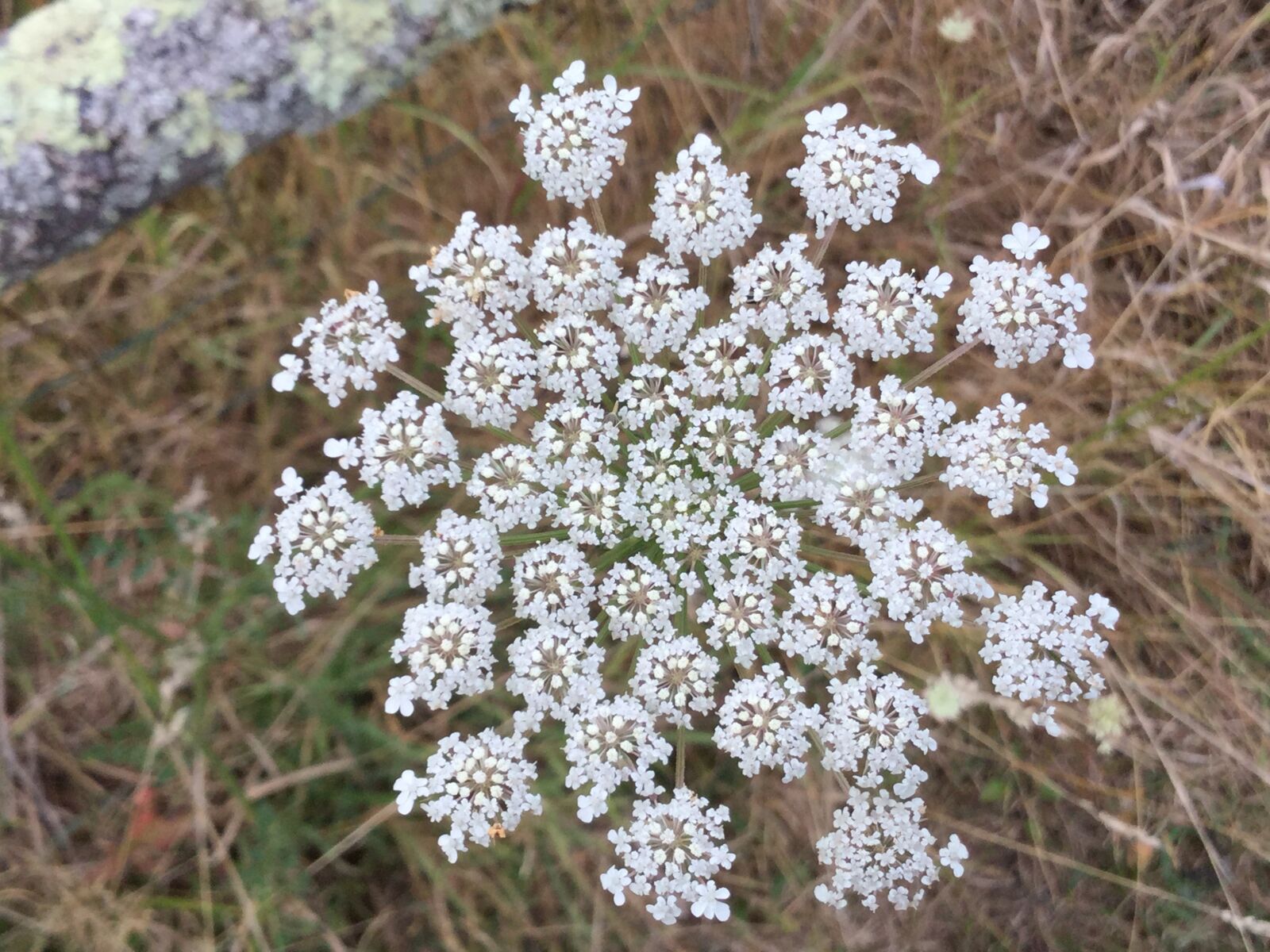 iPad Air 2 back camera 3.3mm f/2.4 sample photo. Wild carrot, flower, meadow photography