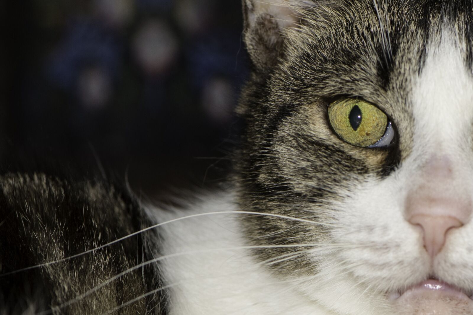 Nikon D750 sample photo. Domestic cat close-up, public photography