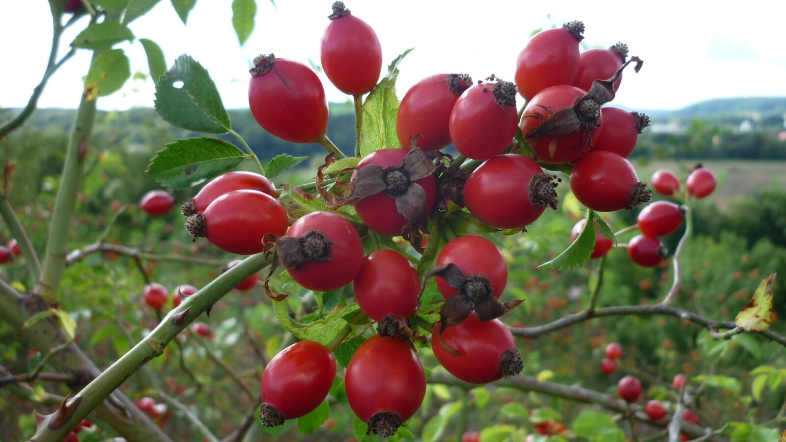 Panasonic Lumix DMC-FS6 sample photo. Rose hip, roses-fruit, red photography