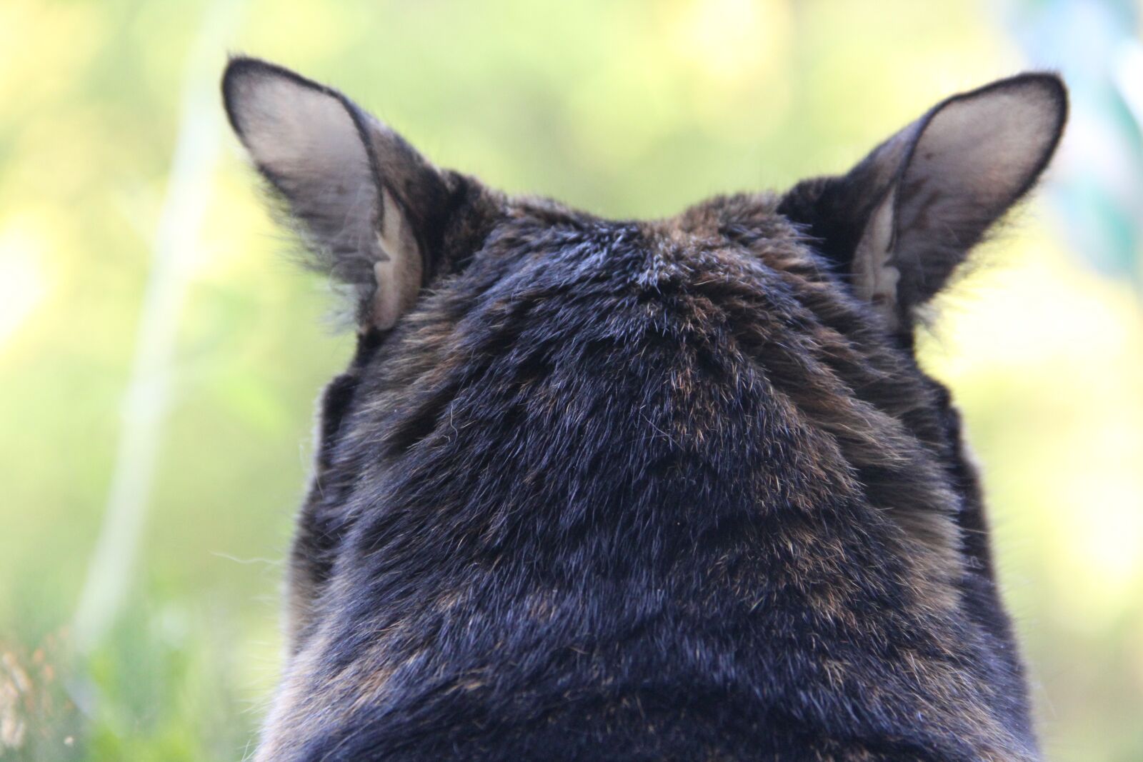 Canon EOS 60D sample photo. Cat, animal, ears photography
