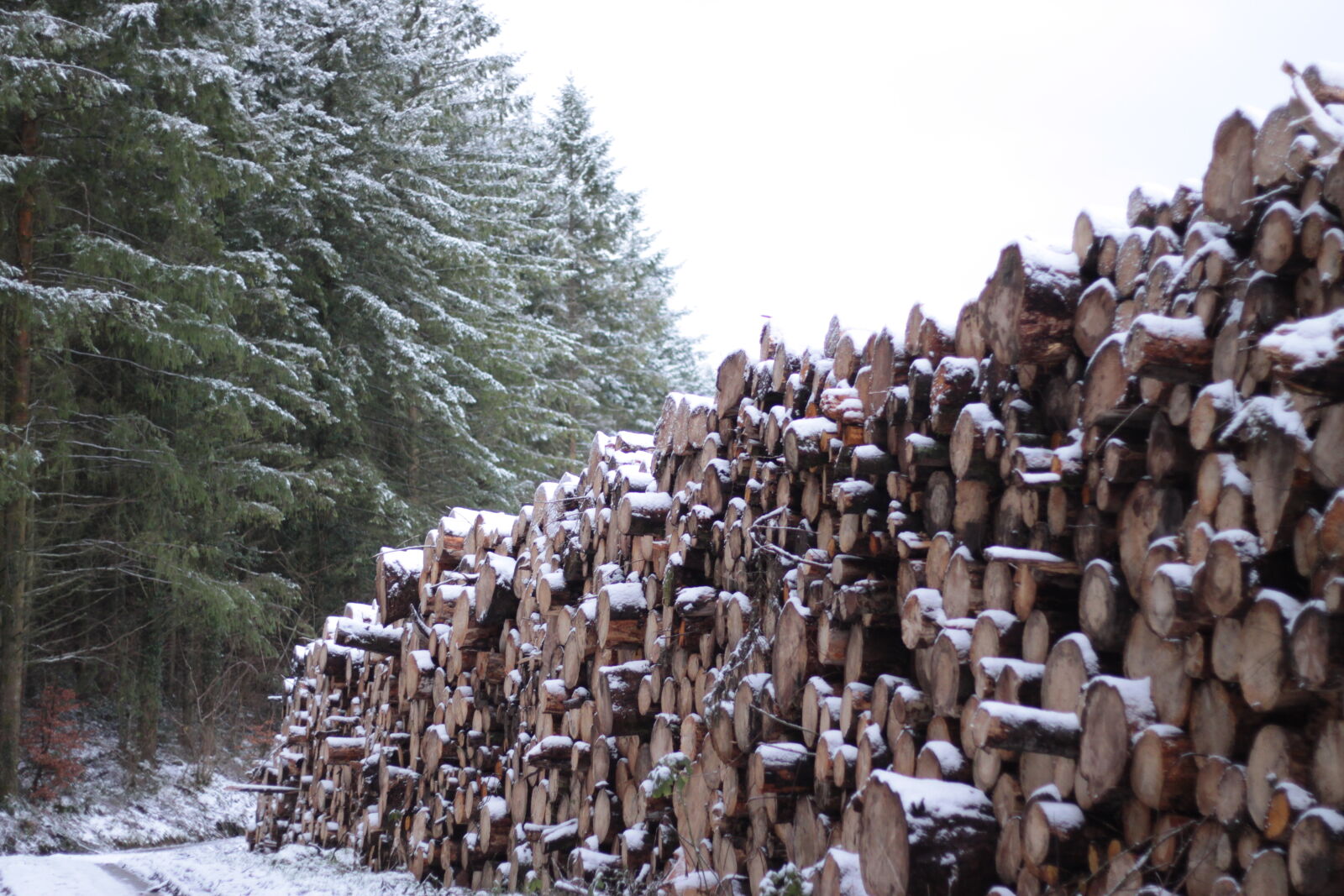Canon EOS 50D sample photo. Alpine, felled, trees, log photography