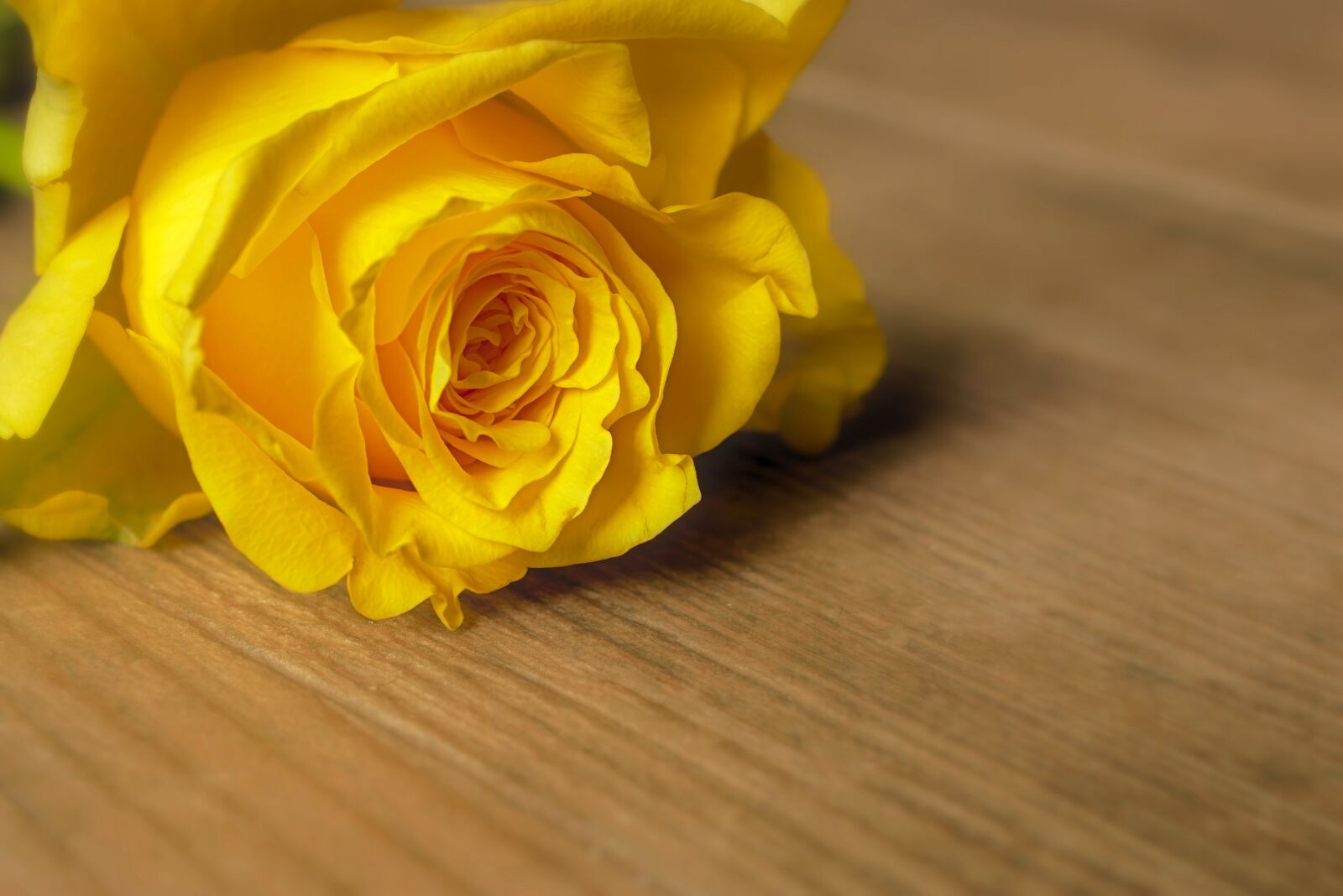 Nikon D5600 sample photo. Rose, rose bloom, blossom photography