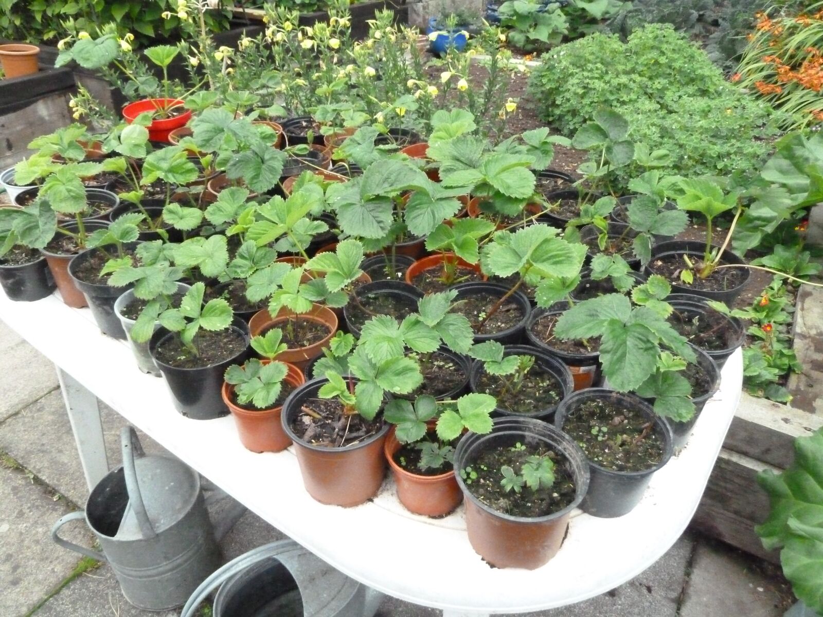 Panasonic Lumix DMC-ZS7 (Lumix DMC-TZ10) sample photo. Strawberries, in, pots photography