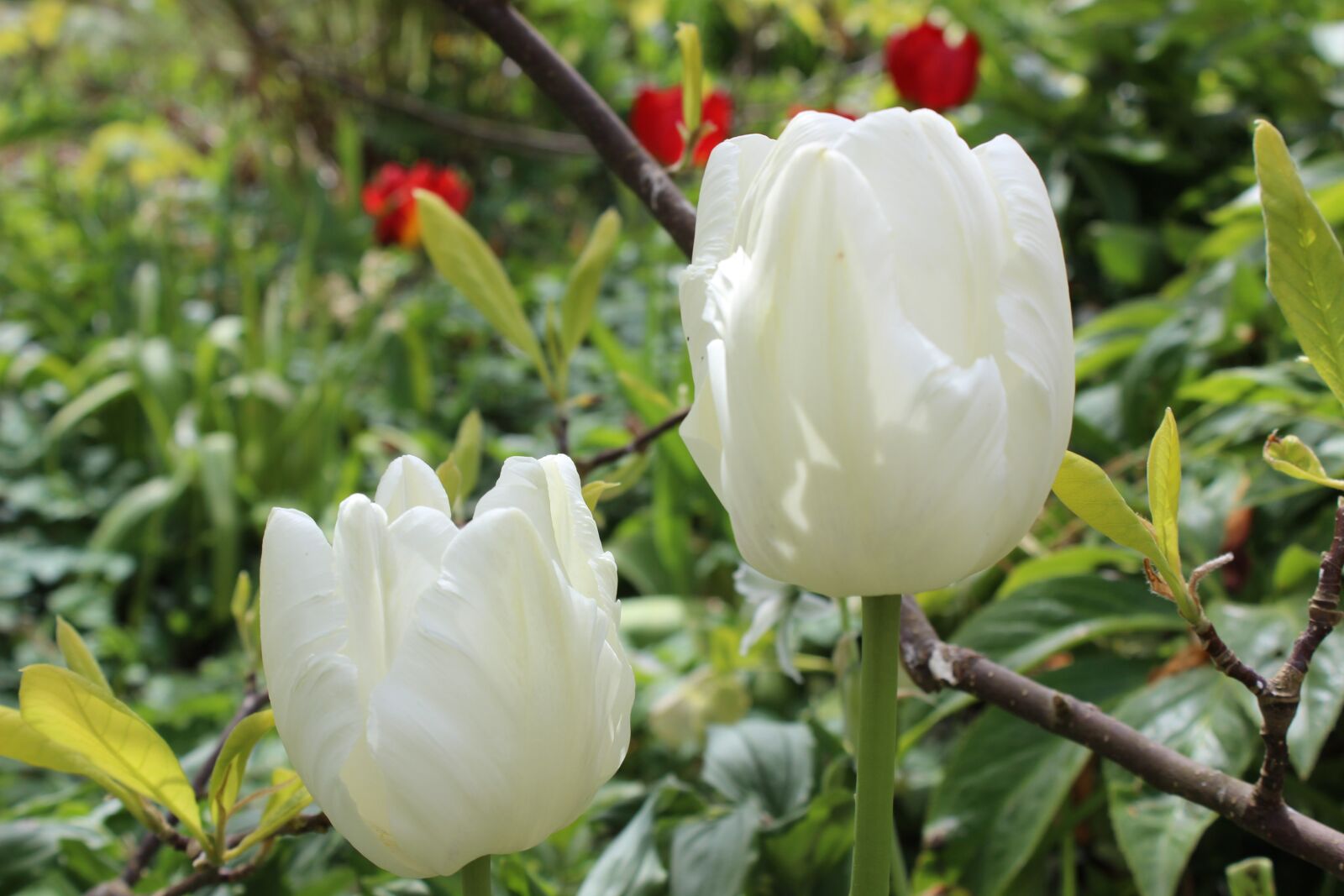 Canon EOS 600D (Rebel EOS T3i / EOS Kiss X5) sample photo. Tulips, white, spring photography