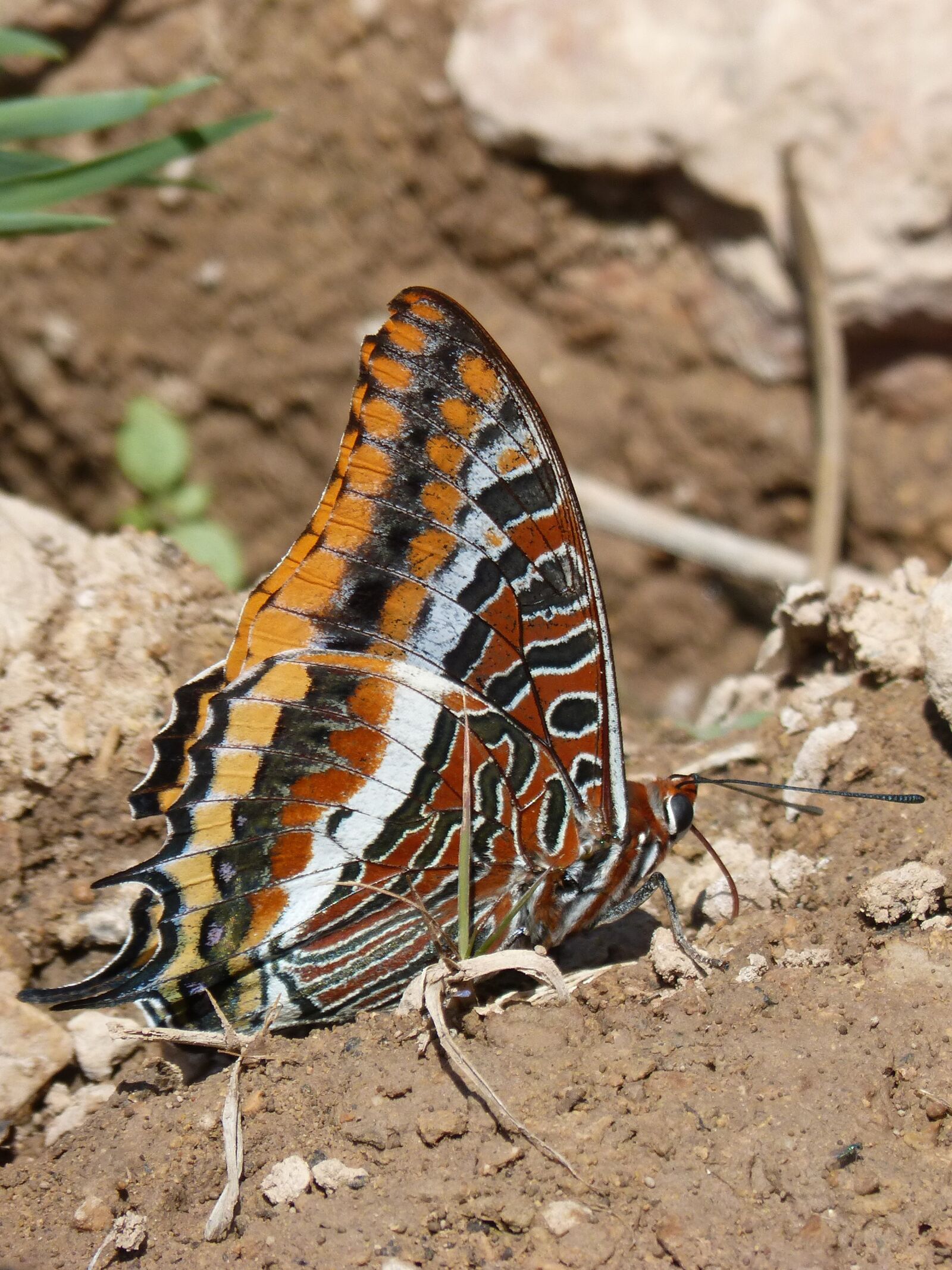 Panasonic DMC-FZ62 sample photo. Butterfly, charaxes jasius, butterfly photography