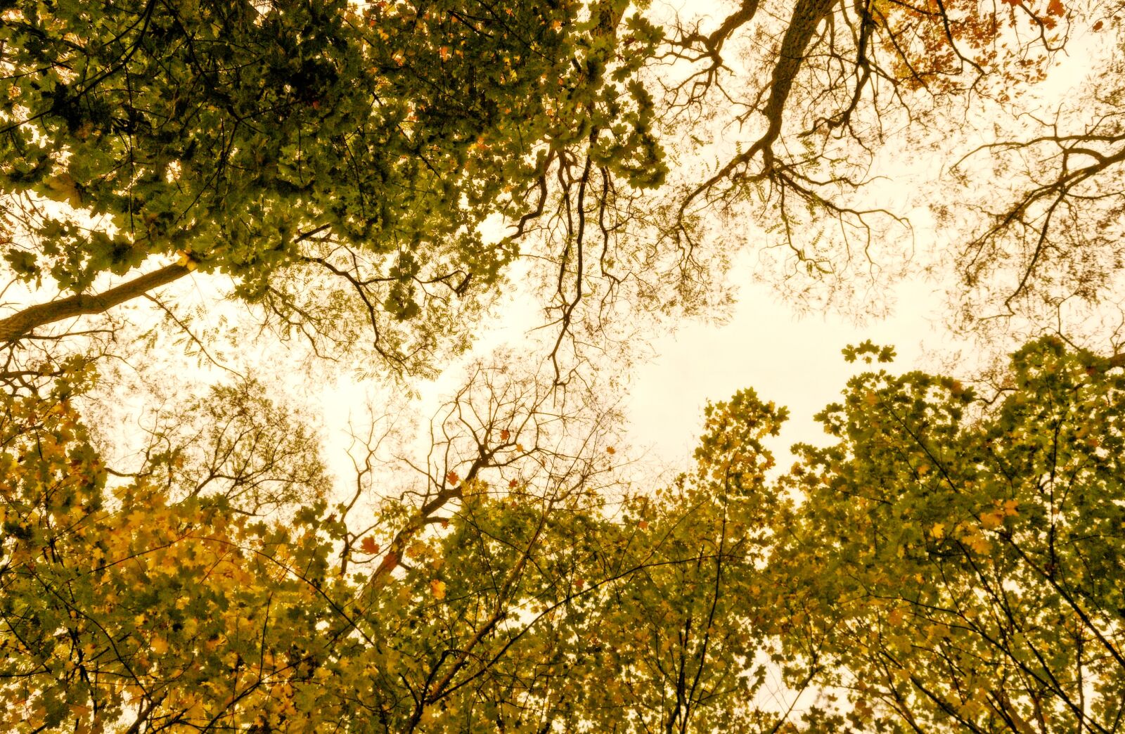 Nikon D3100 sample photo. Landscape, autumn, nature photography