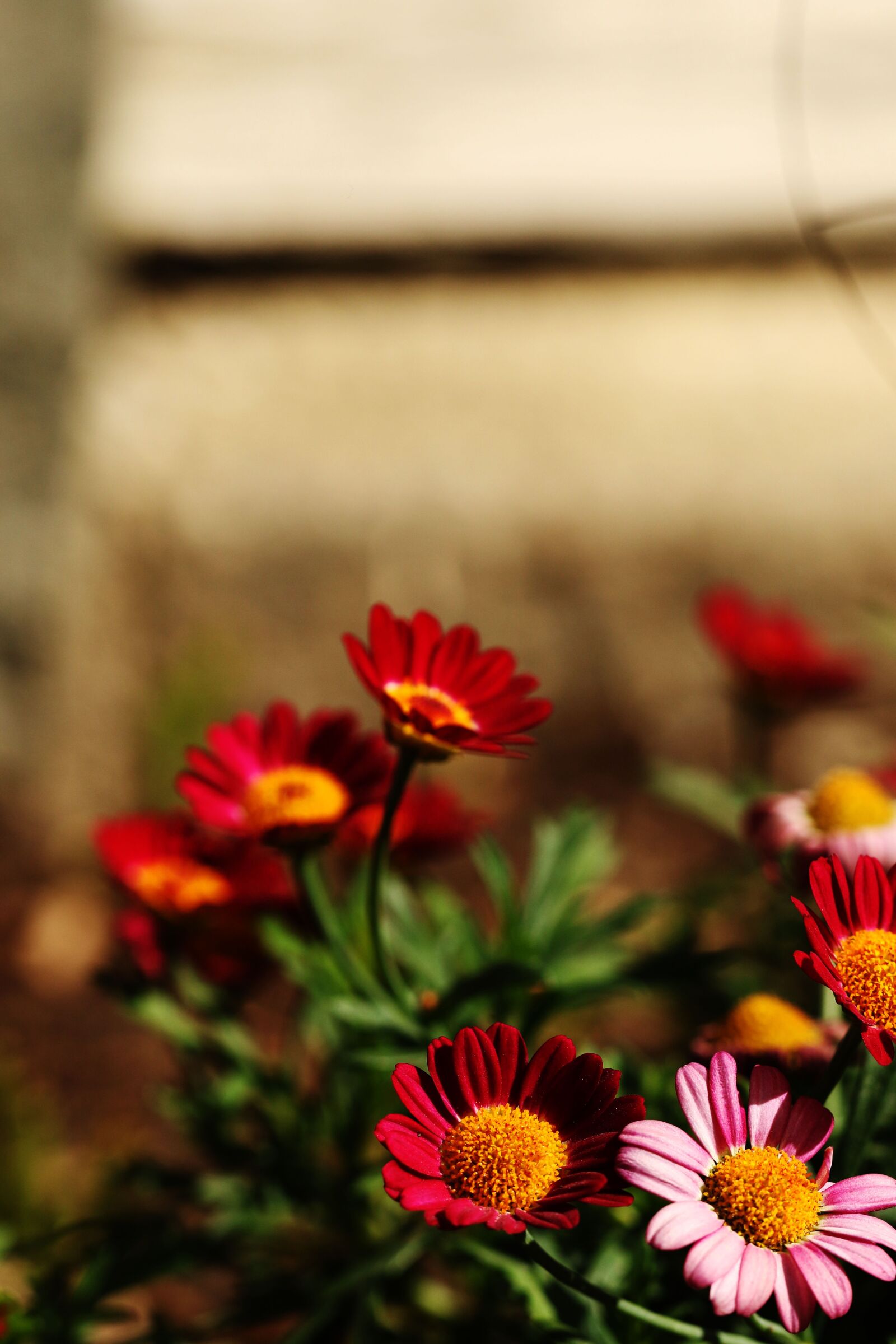 Canon EOS 7D Mark II sample photo. Flowers, summer flowers, garden photography