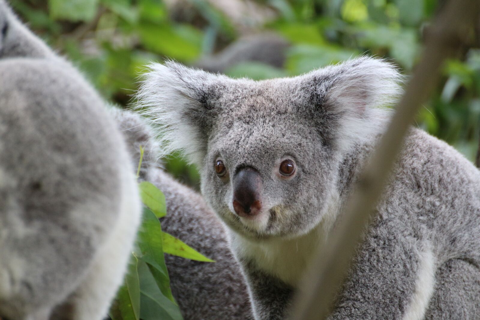 Canon EOS 650D (EOS Rebel T4i / EOS Kiss X6i) sample photo. Koala, cute, tree photography