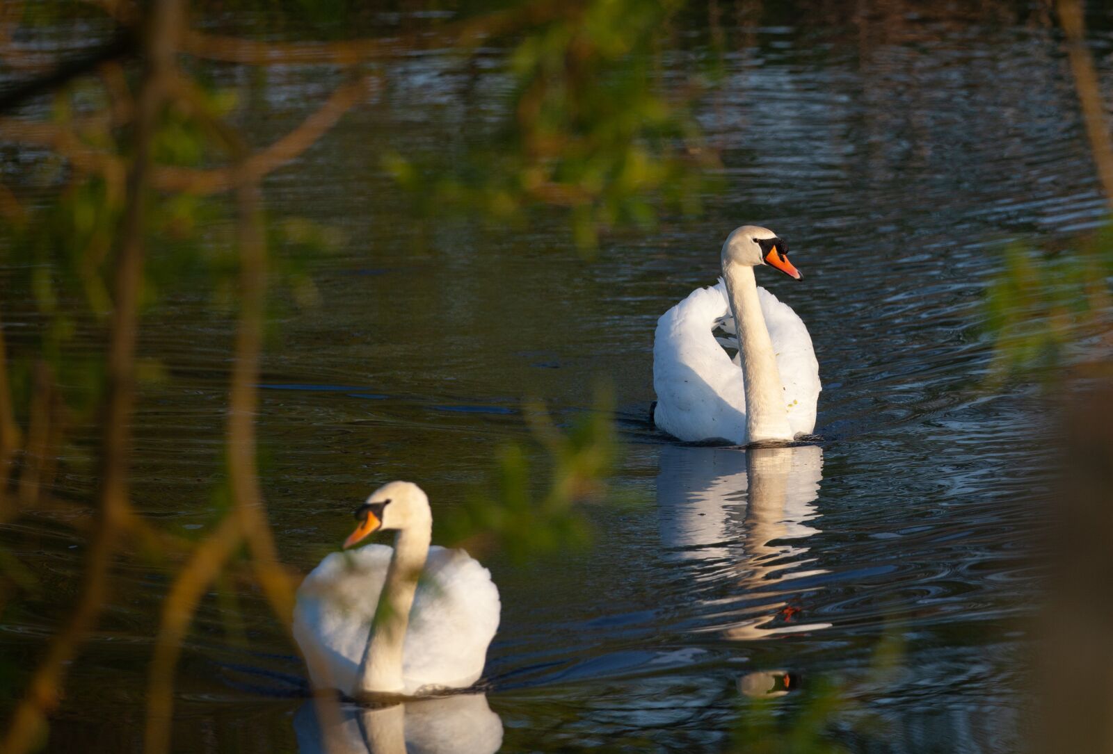 Canon EOS 5D Mark II sample photo. Swans, reflection, lake photography