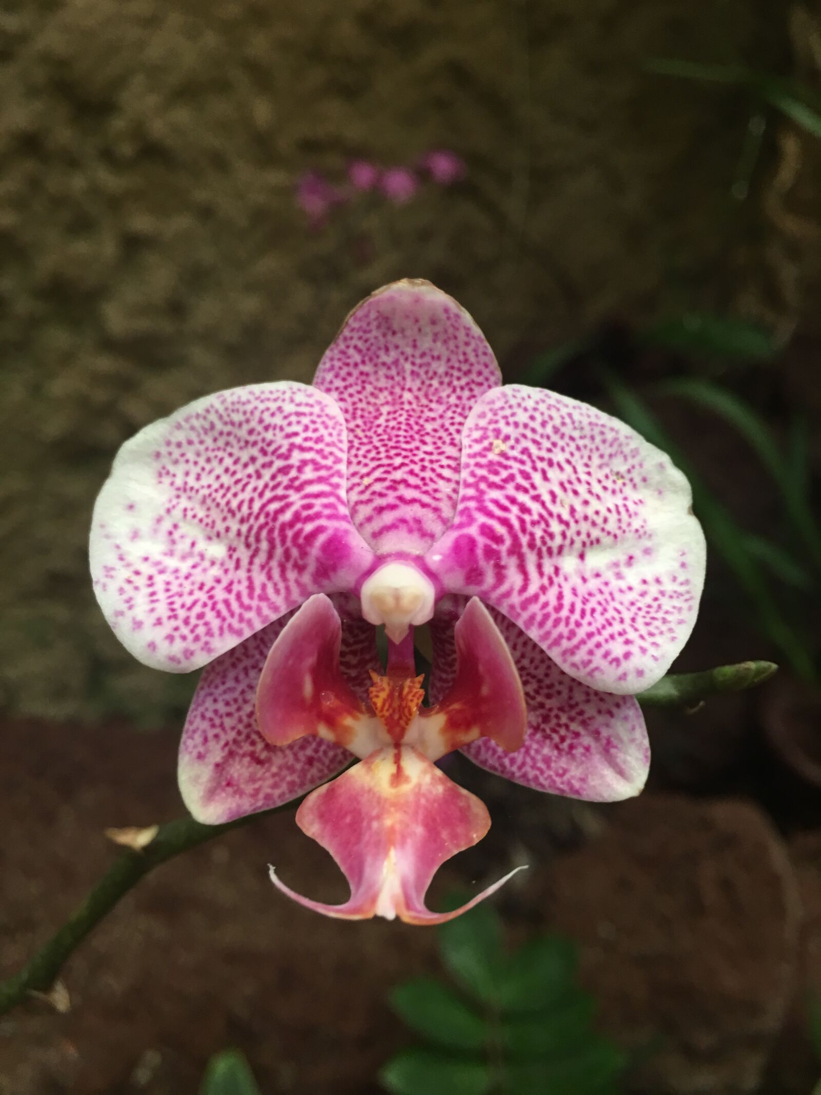 Apple iPhone 6s Plus sample photo. Orchid, pink, individually photography
