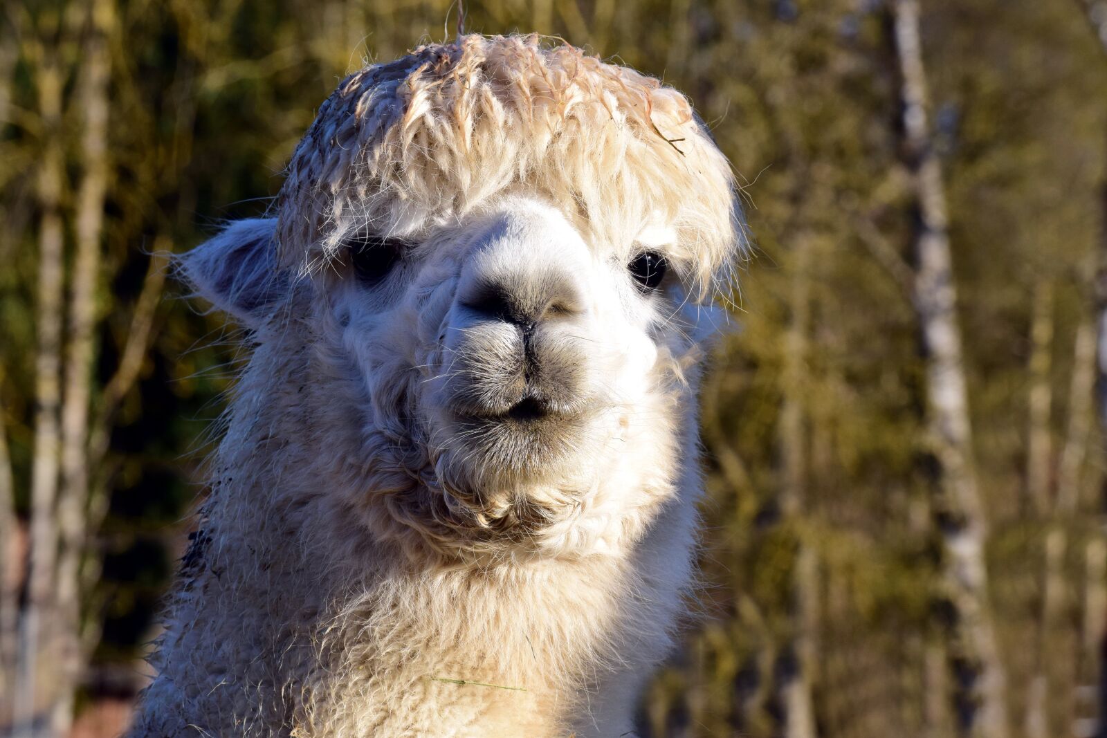 Nikon D3300 sample photo. Nature, animal, mammal photography
