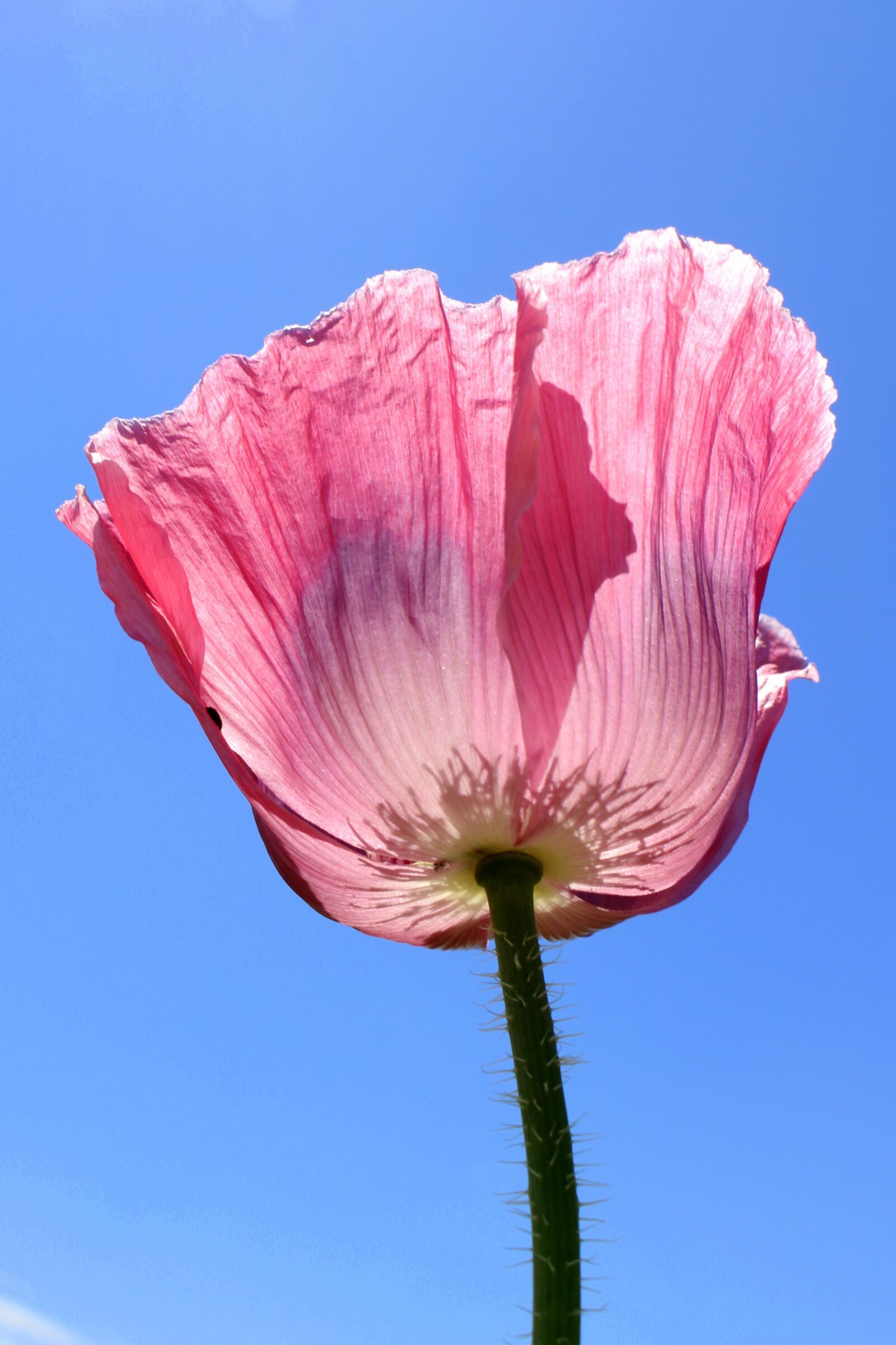 Canon EOS 100D (EOS Rebel SL1 / EOS Kiss X7) sample photo. Poppy flower, pink, flower photography