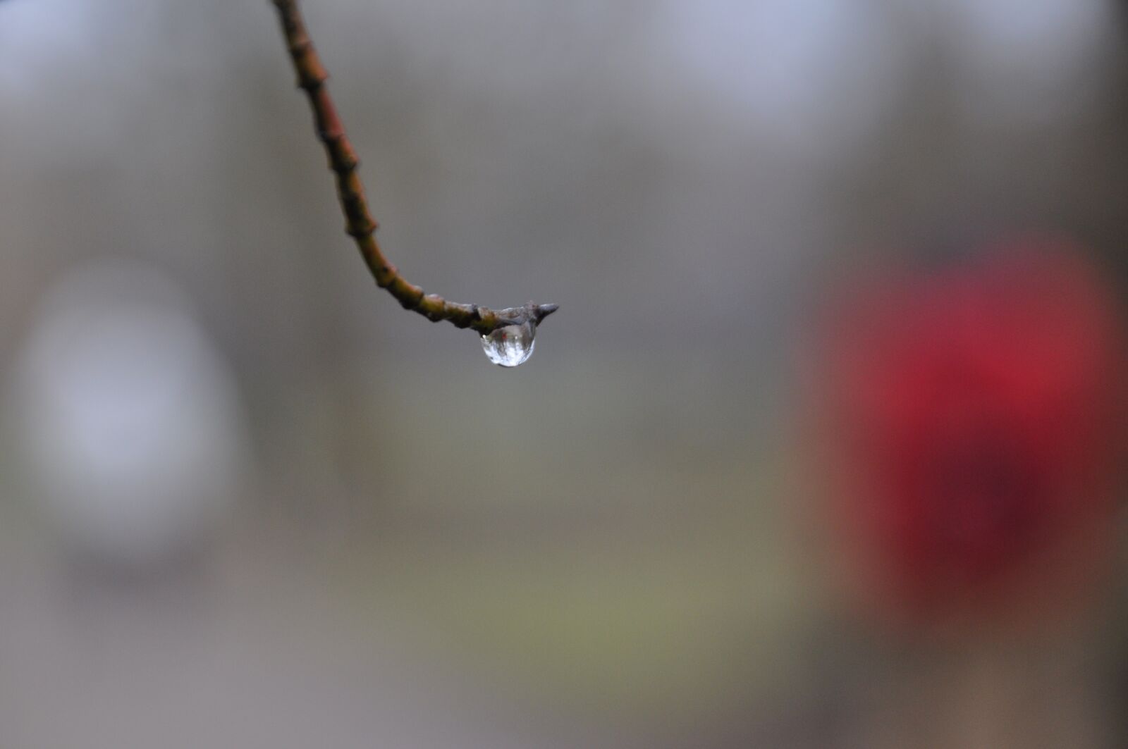 Nikon D5000 sample photo. Water, drop of water photography