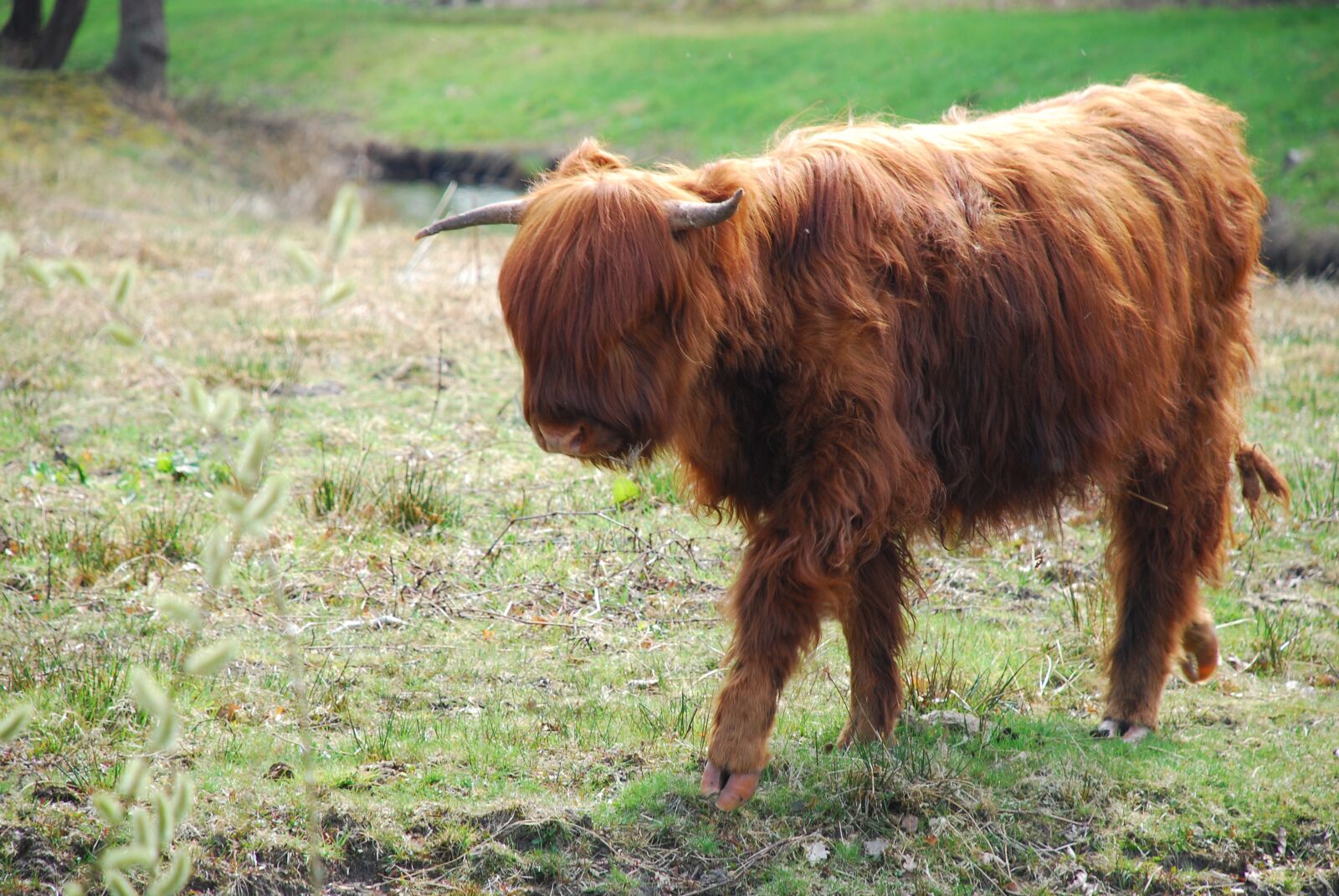 Nikon D80 sample photo. Groningen, scottish highlander, nature photography