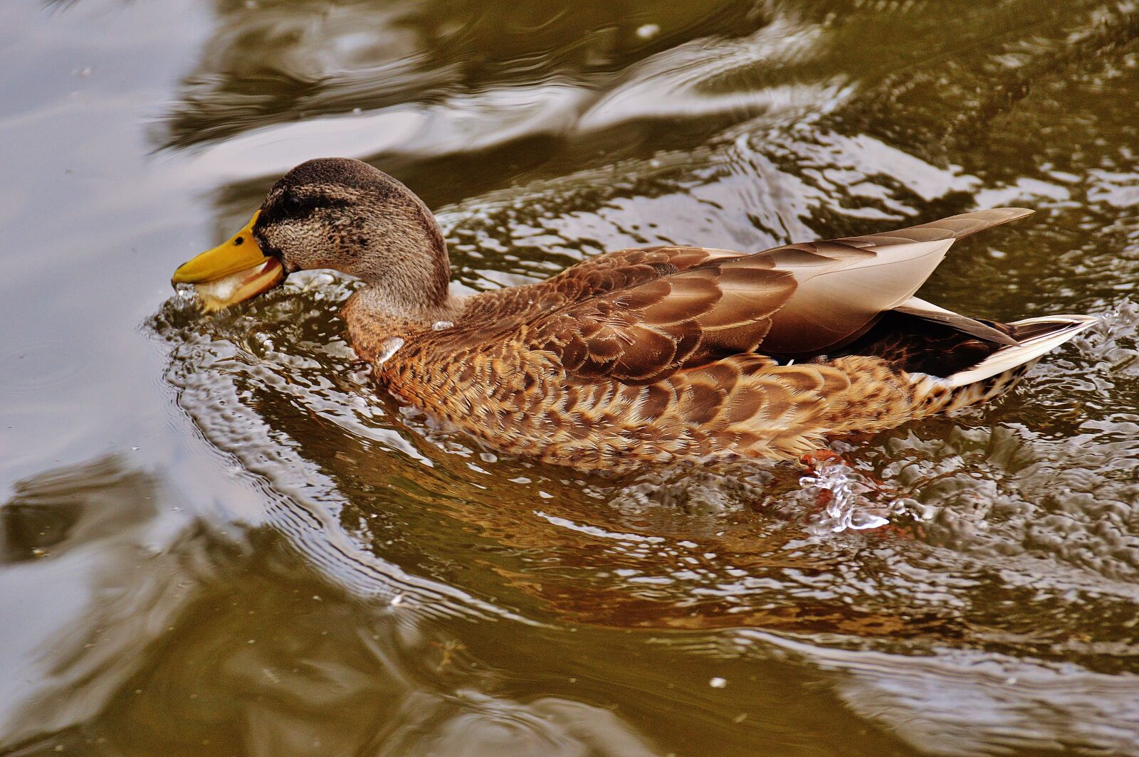 Nikon D3200 sample photo. Duck, water bird, poultry photography