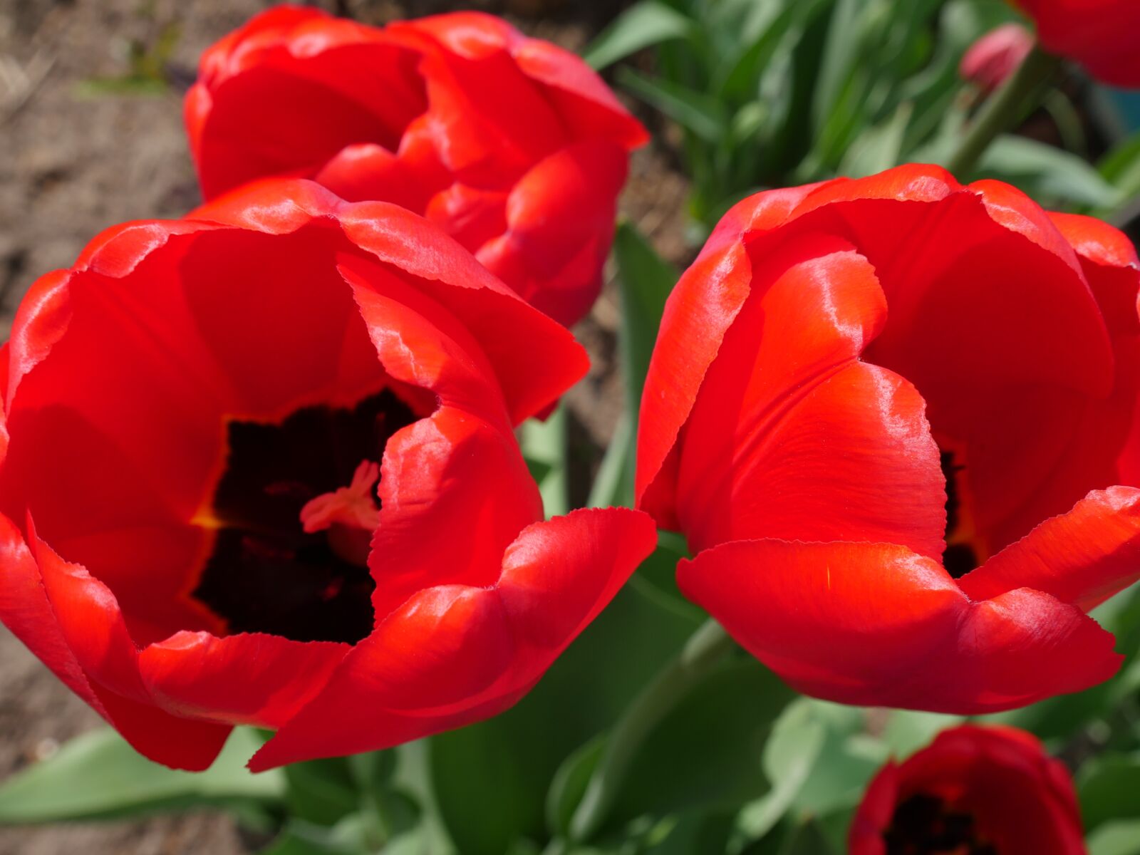 Panasonic Lumix DMC-GX8 sample photo. Red tulips, tulips, bright photography