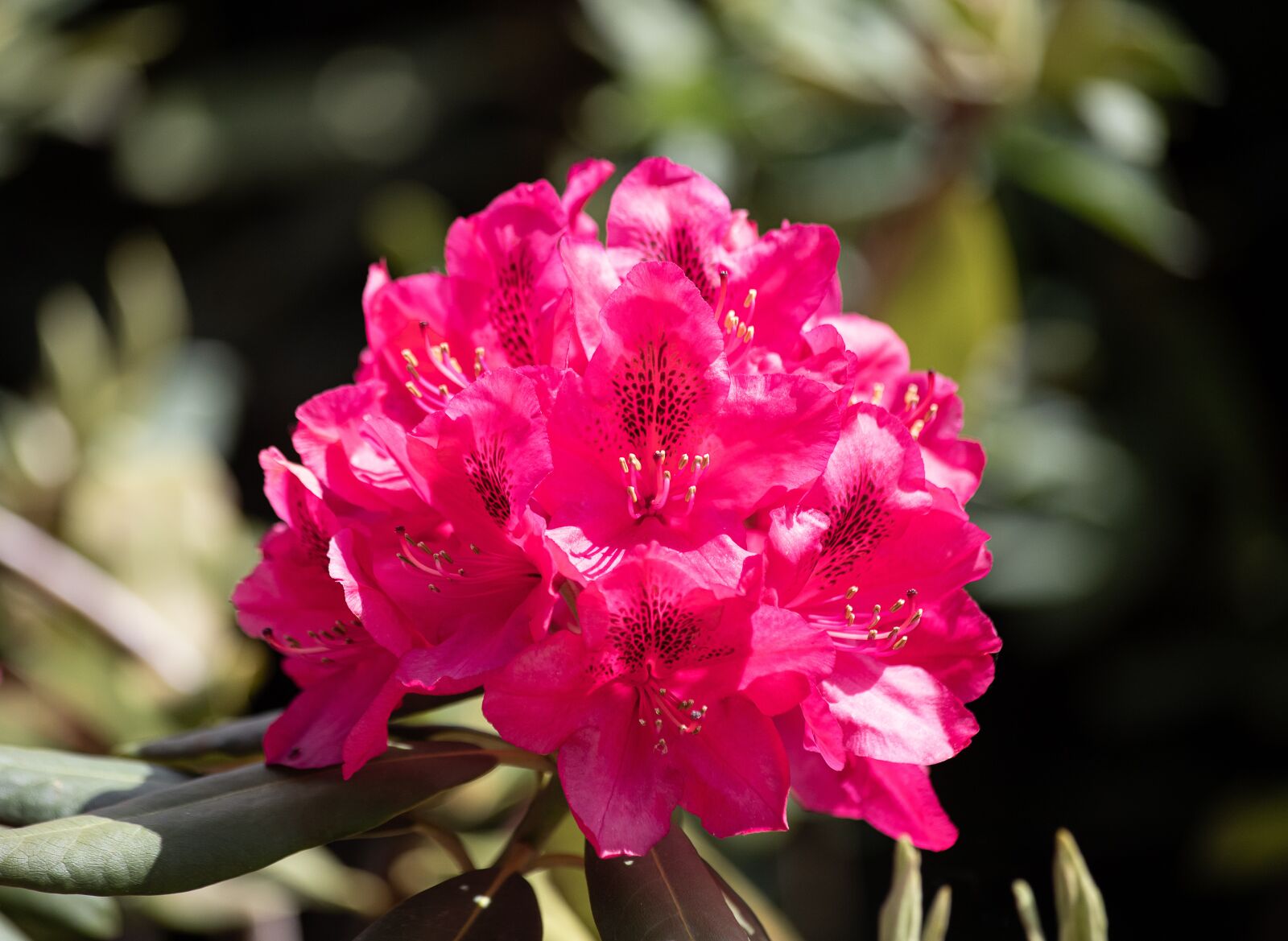Canon EOS 6D Mark II sample photo. Rhododendron, blossom, bloom photography