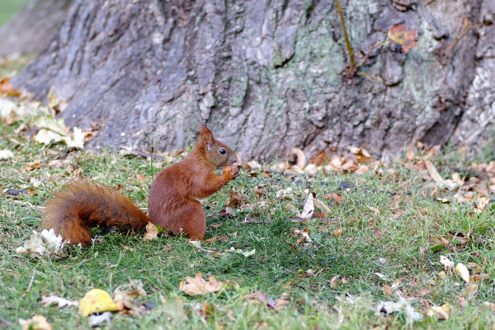 Pentax K-S2 sample photo. The squirrel, animal, rodent photography