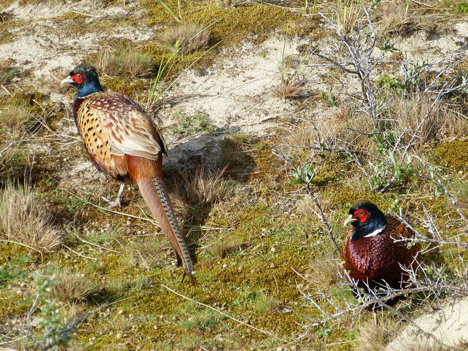 Panasonic Lumix DMC-FZ150 sample photo. Pheasant, hahn, poultry photography