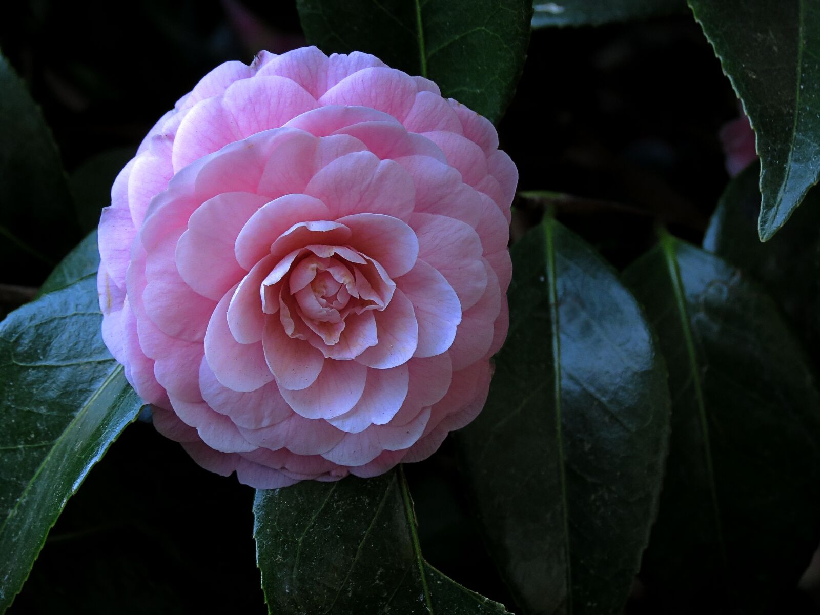 4.3 - 150.5 mm sample photo. Petals, rosa, botany photography