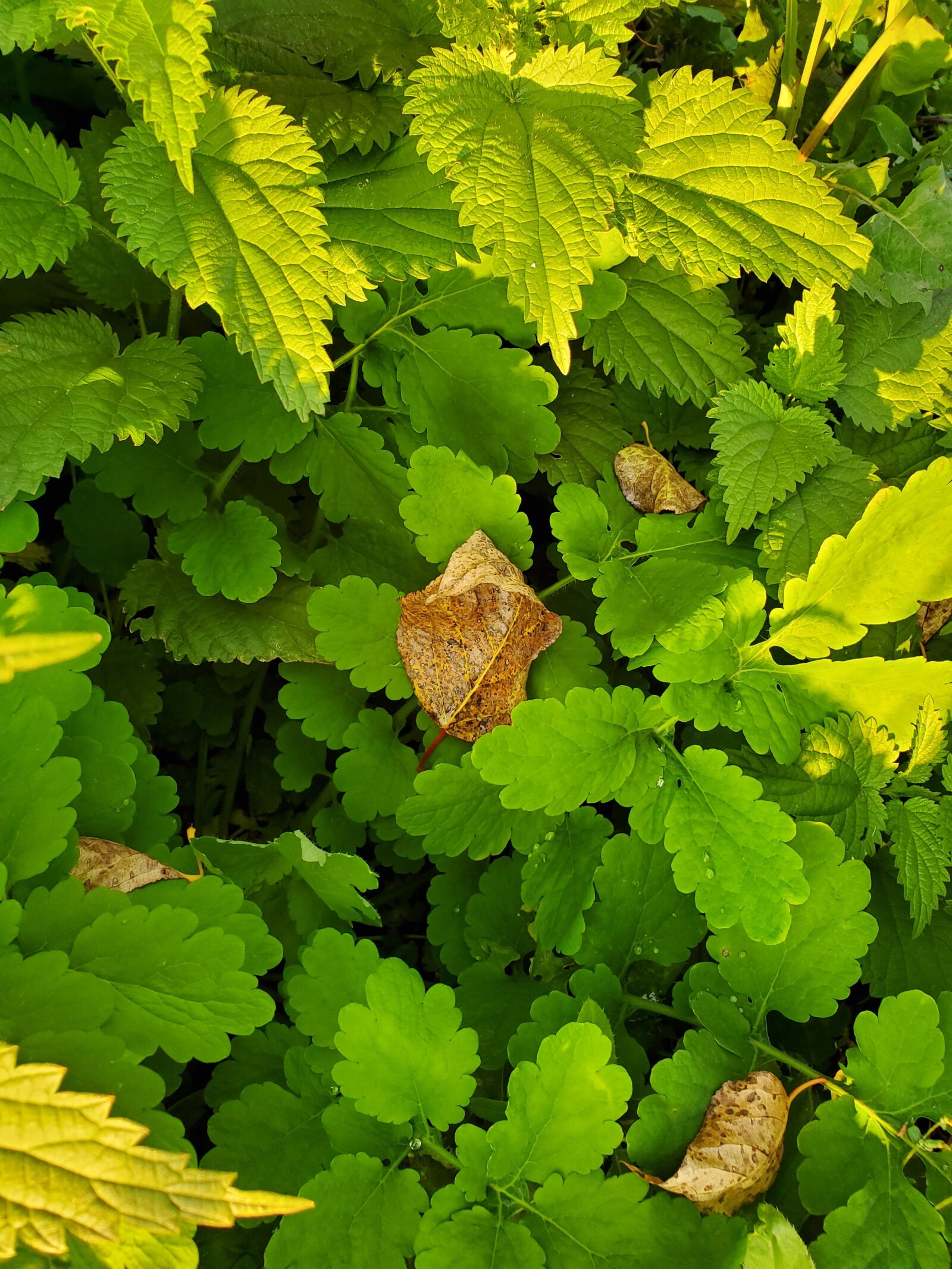 Samsung Galaxy S10 sample photo. Leaves, autumn, greens photography