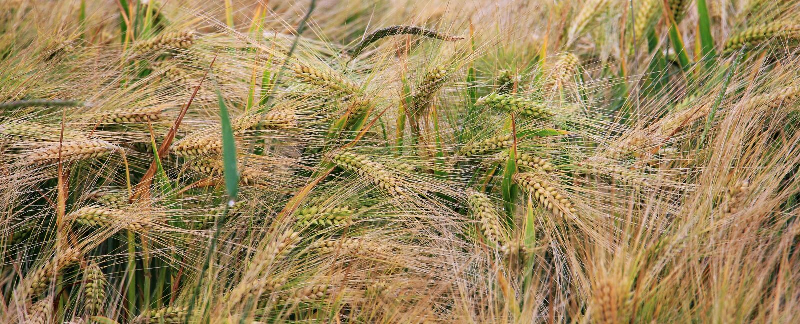 Canon EOS 550D (EOS Rebel T2i / EOS Kiss X4) sample photo. Wheat, wheat field, cereals photography