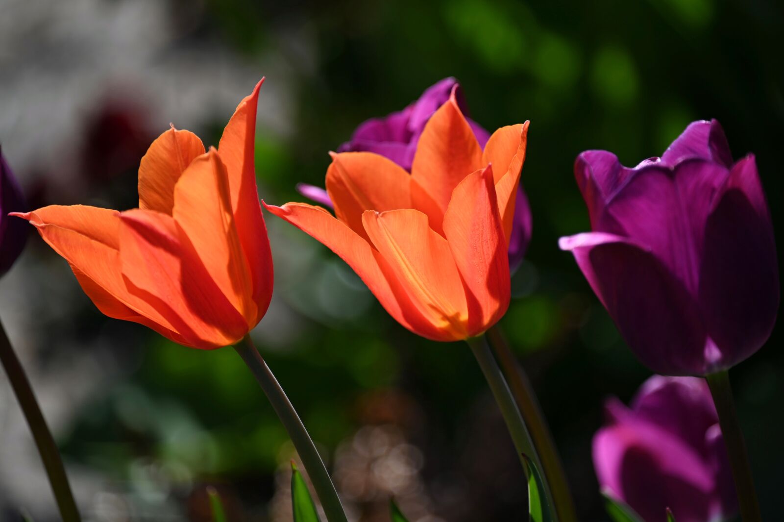 Nikon Z6 sample photo. Tulips, flowers, spring photography
