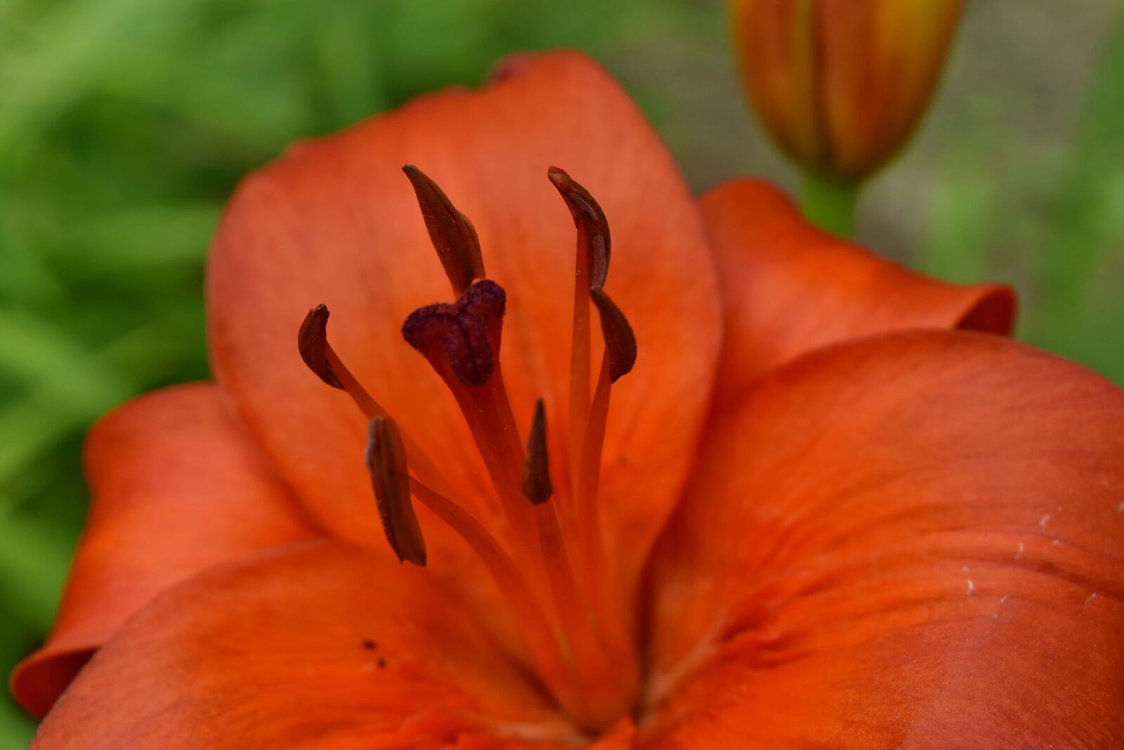 Nikon D5500 sample photo. Detail, horticulture, lily, pistil photography