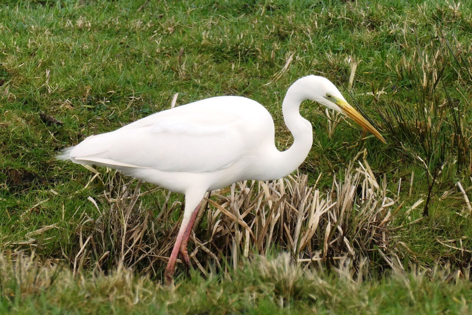 Panasonic Lumix DC-ZS70 (Lumix DC-TZ90) sample photo. White heron, grass, ditch photography