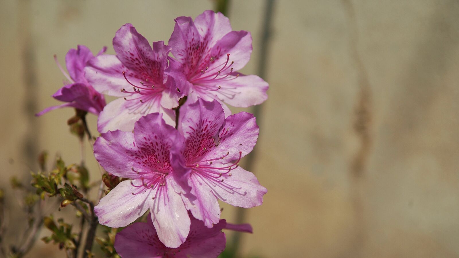 Fujifilm FinePix S3 Pro sample photo. Flowers, pink, nature photography