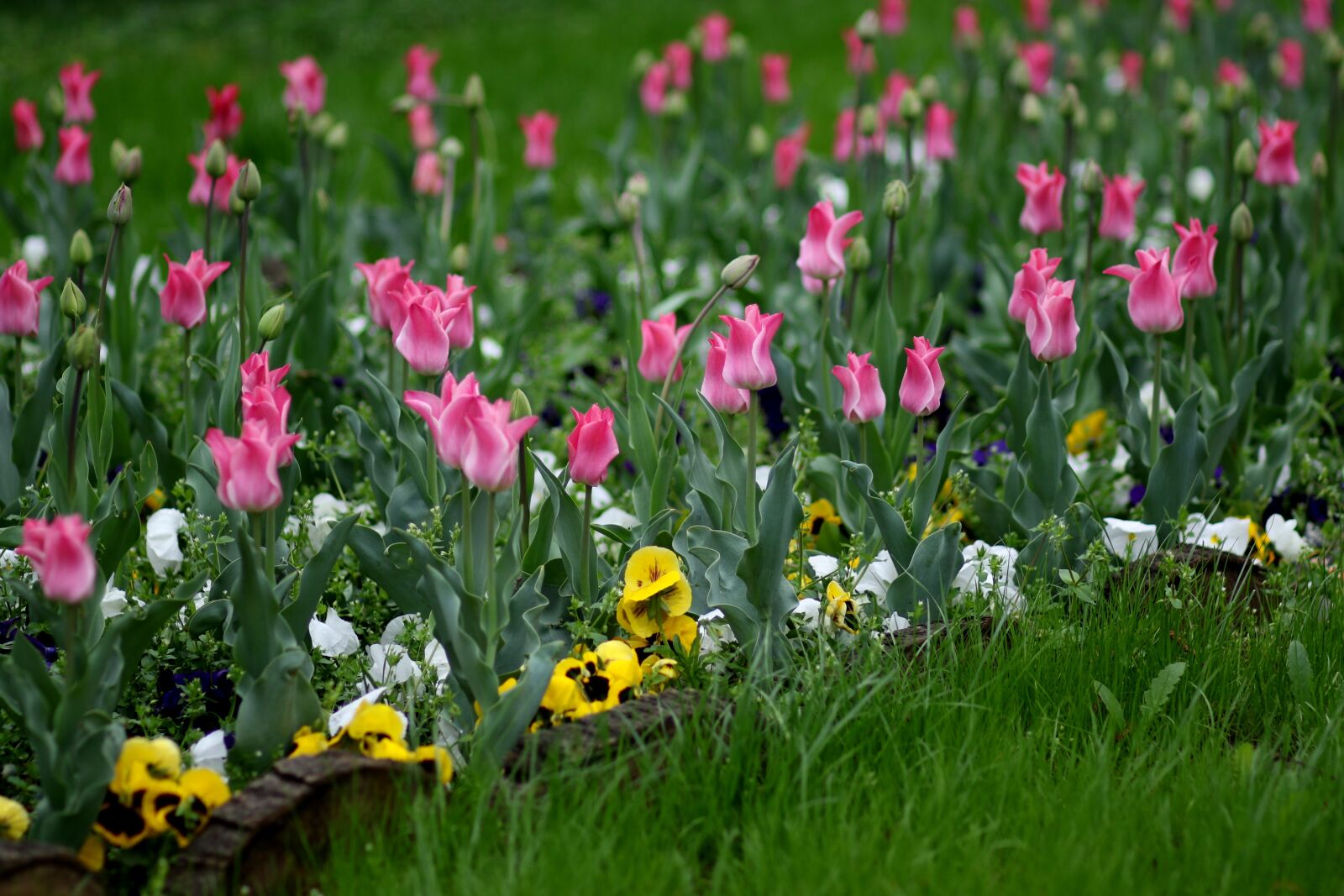 Canon EF 85mm F1.8 USM sample photo. Tulips, pink, coloring photography