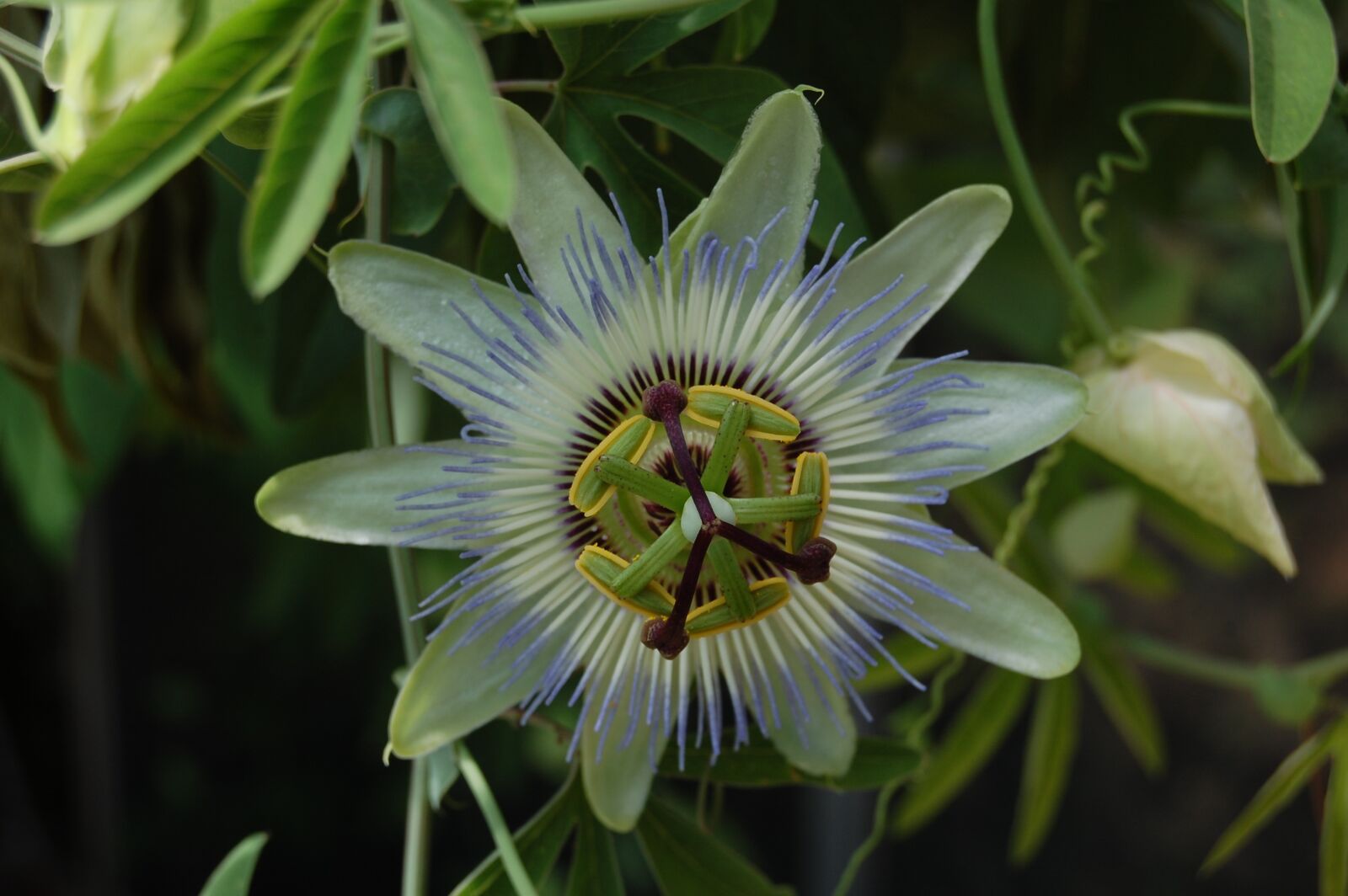 Nikon D40 sample photo. Flower, exotic, fruit-of-the-passion photography