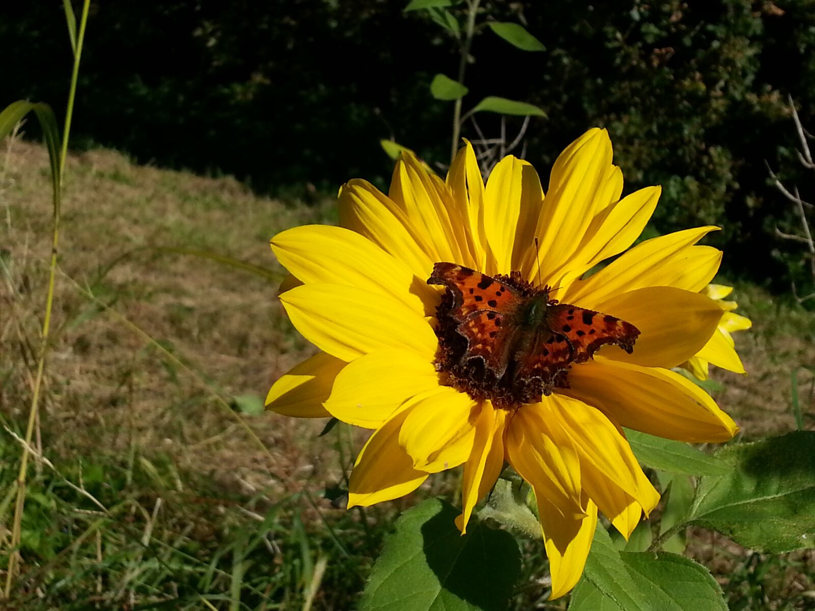 Samsung Galaxy S3 sample photo. Sunflower, butterfly, summer photography