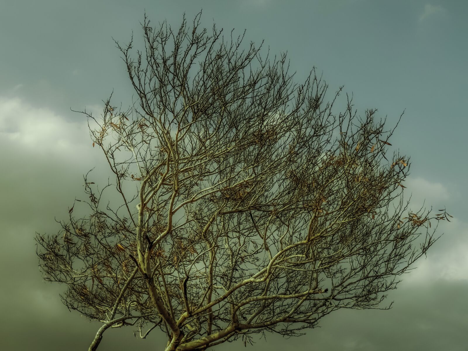 Nikon D3300 sample photo. Autumn, tree, branch photography