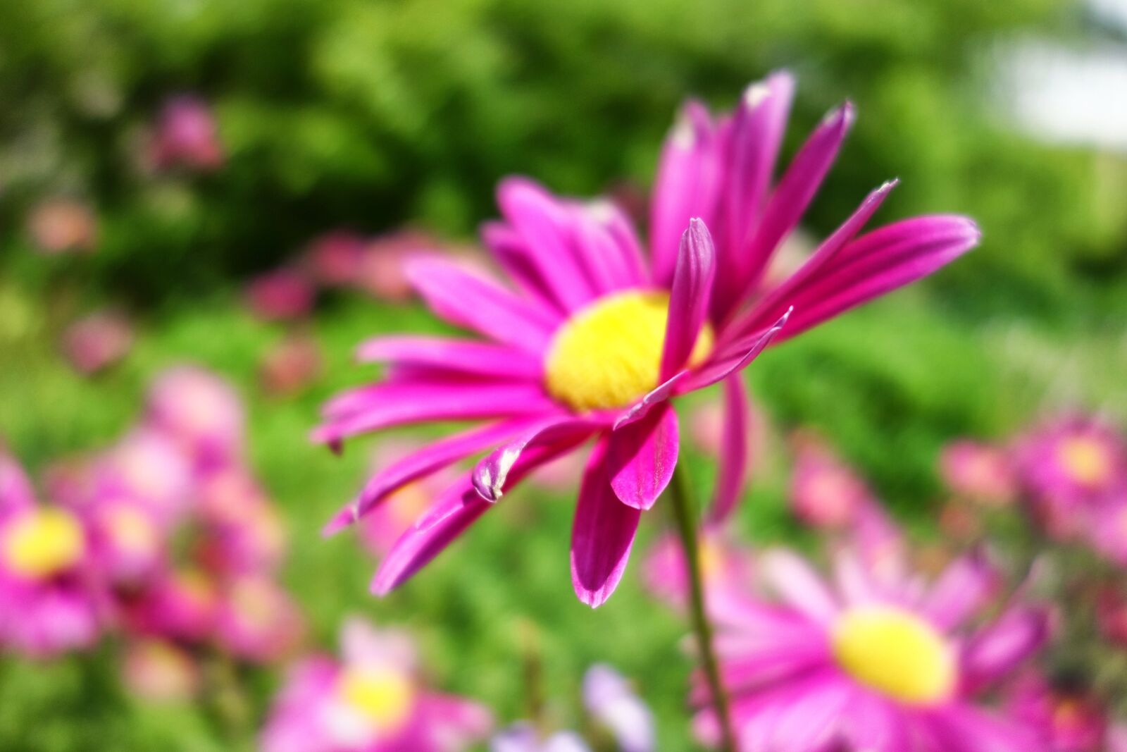 Sony Cyber-shot DSC-RX100 sample photo. Flower, closeup, flora photography