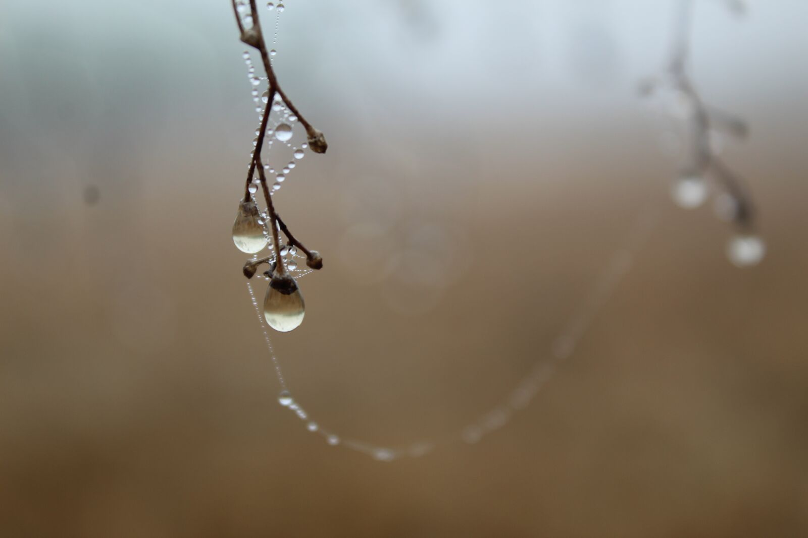 Canon EOS 1300D (EOS Rebel T6 / EOS Kiss X80) sample photo. Water drop, morning, winter photography