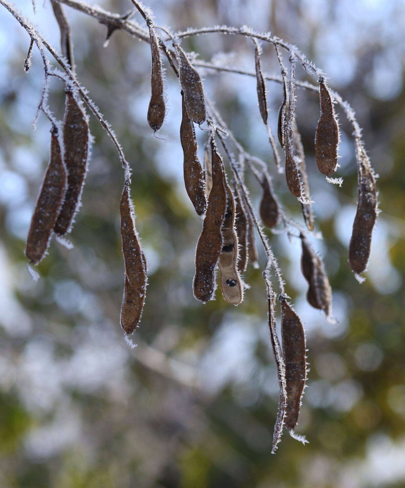 Canon EF-S 60mm F2.8 Macro USM sample photo. Pod, frozen, casey photography
