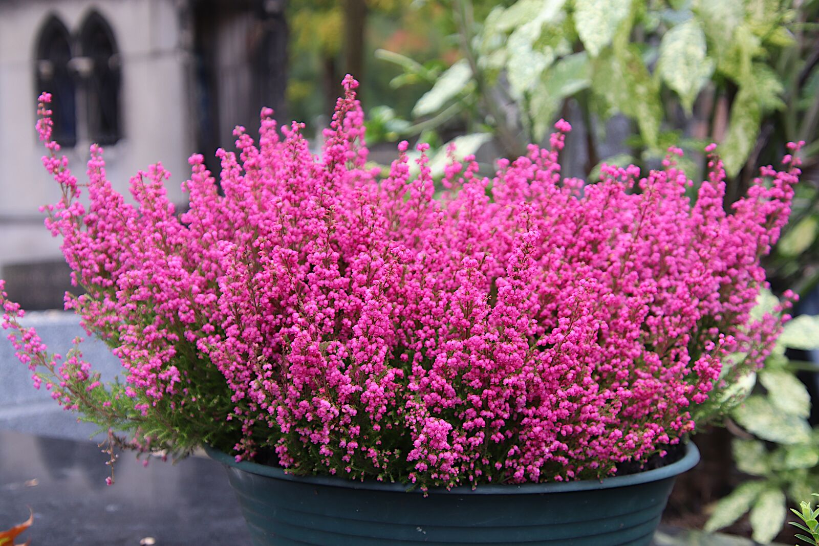 Canon EOS 800D (EOS Rebel T7i / EOS Kiss X9i) sample photo. Heather, flowers, plants photography