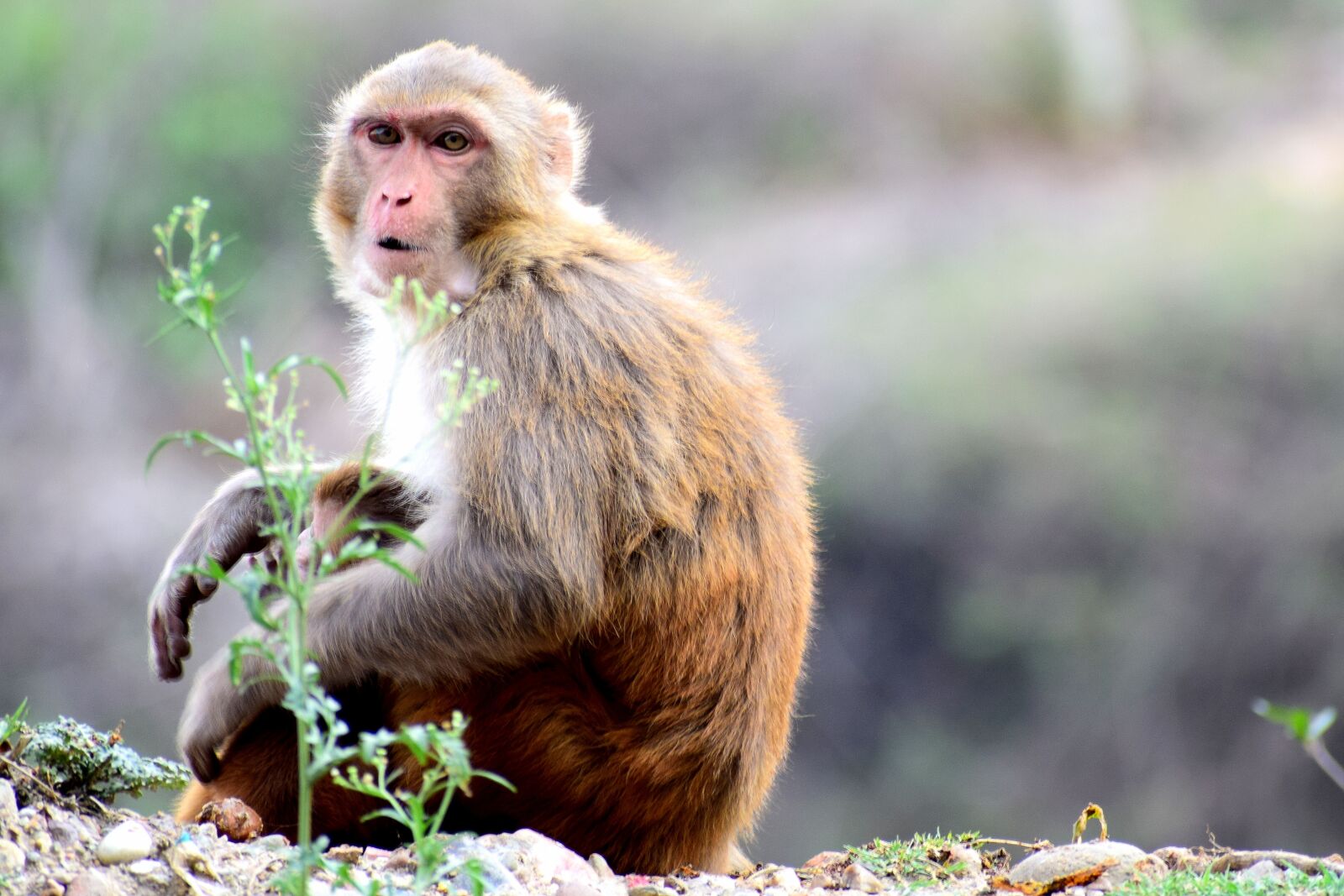 Nikon D3300 sample photo. Animals, monkey, wild photography